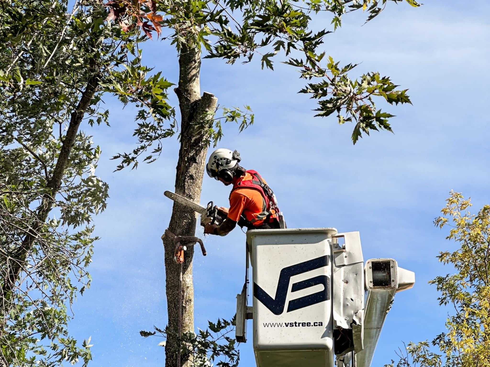 photo VS Tree Services
