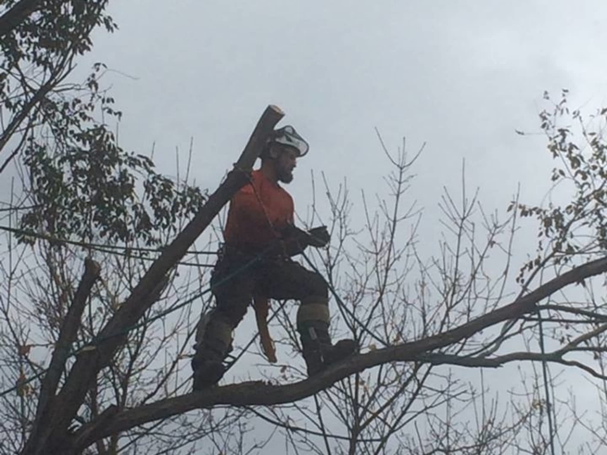 photo Progressive Tree Service