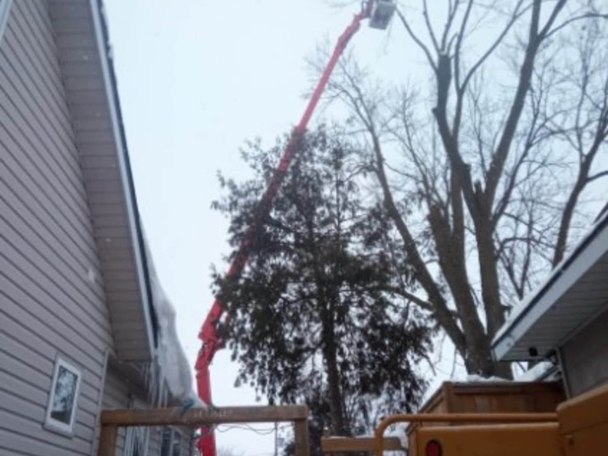 photo Kipfer Tree Service