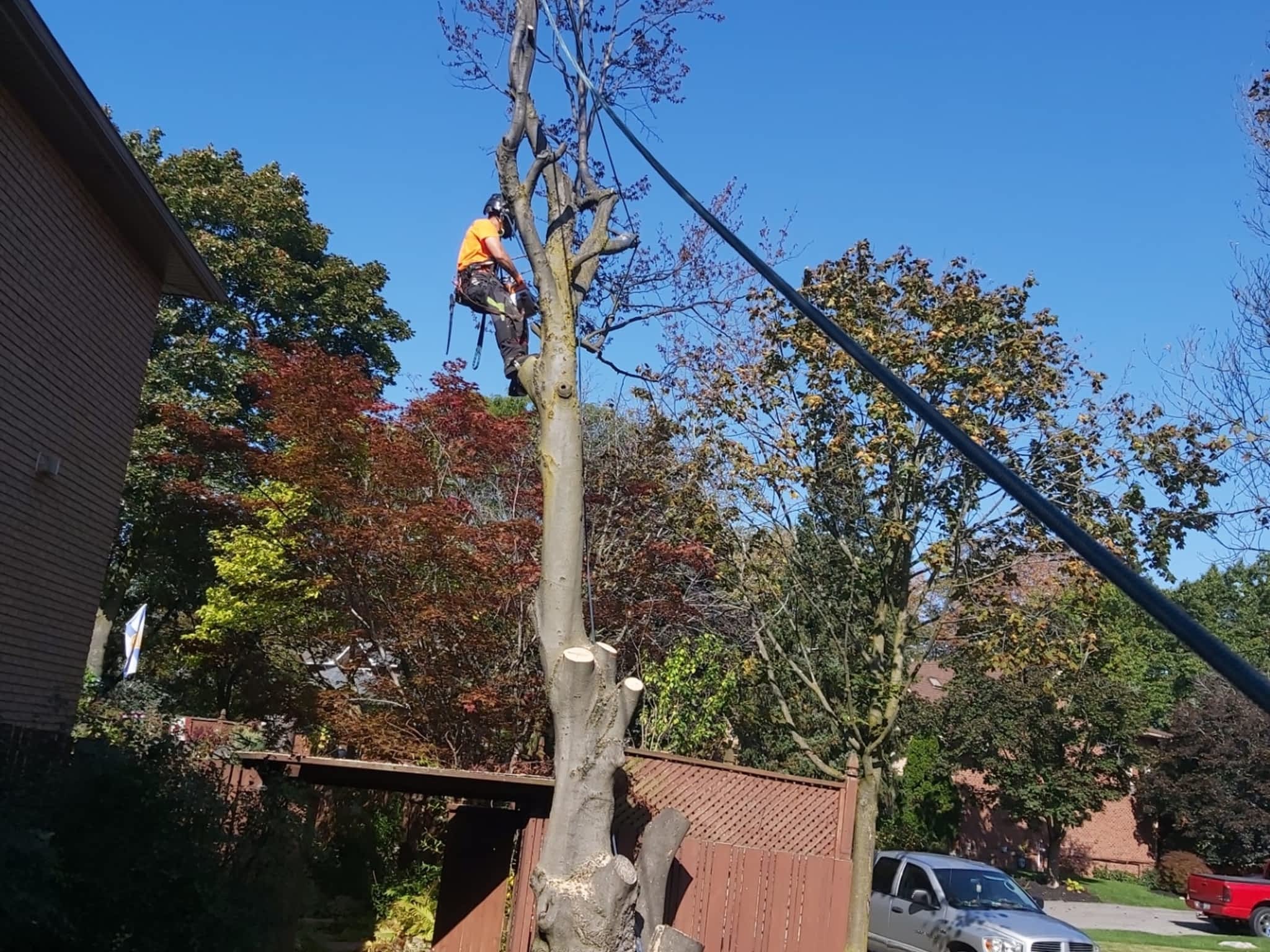 photo Cody's Tree Service