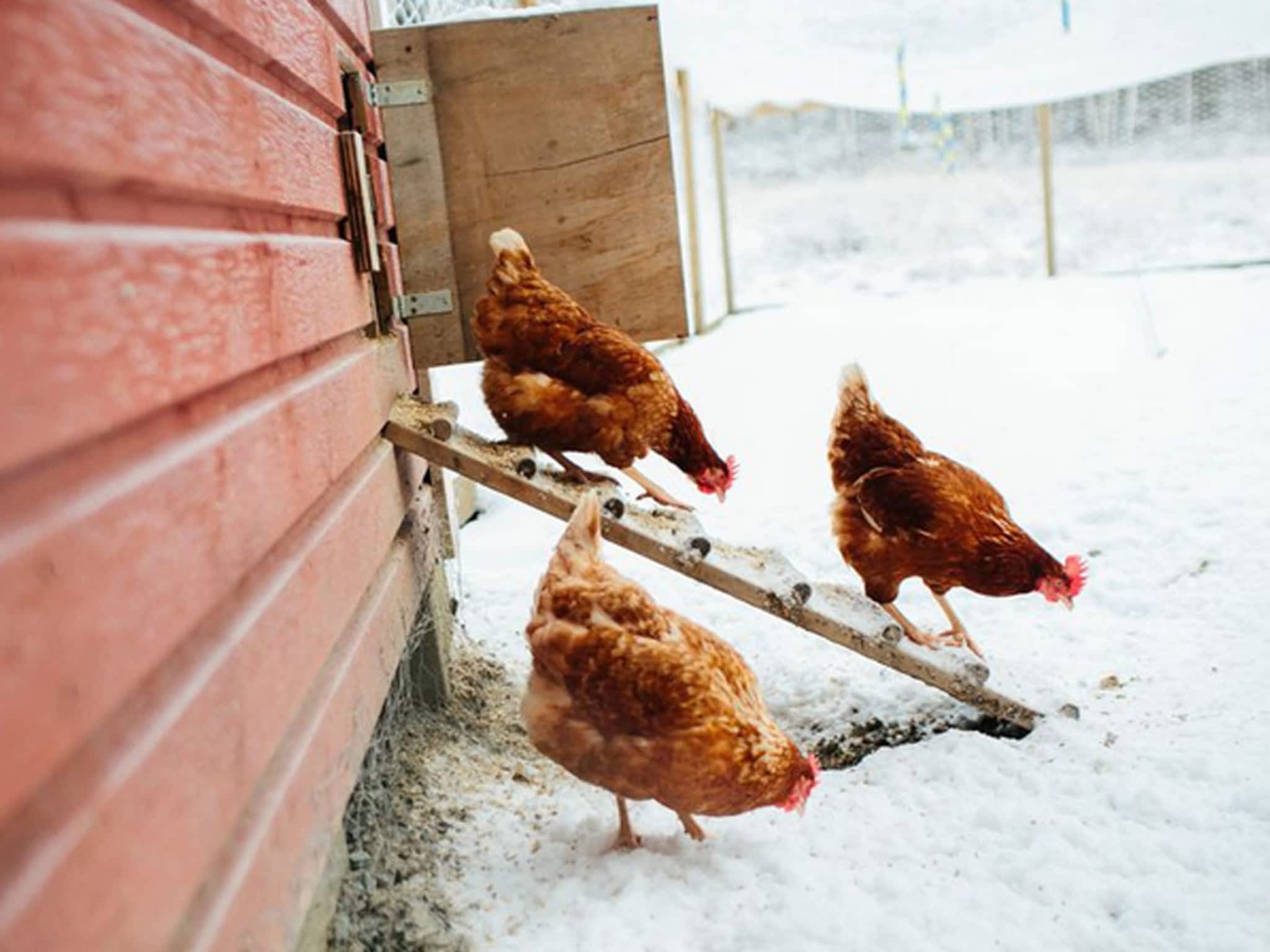 Purity Feed Farm & Garden Centre Kamloops, BC 471 Okanagan Way