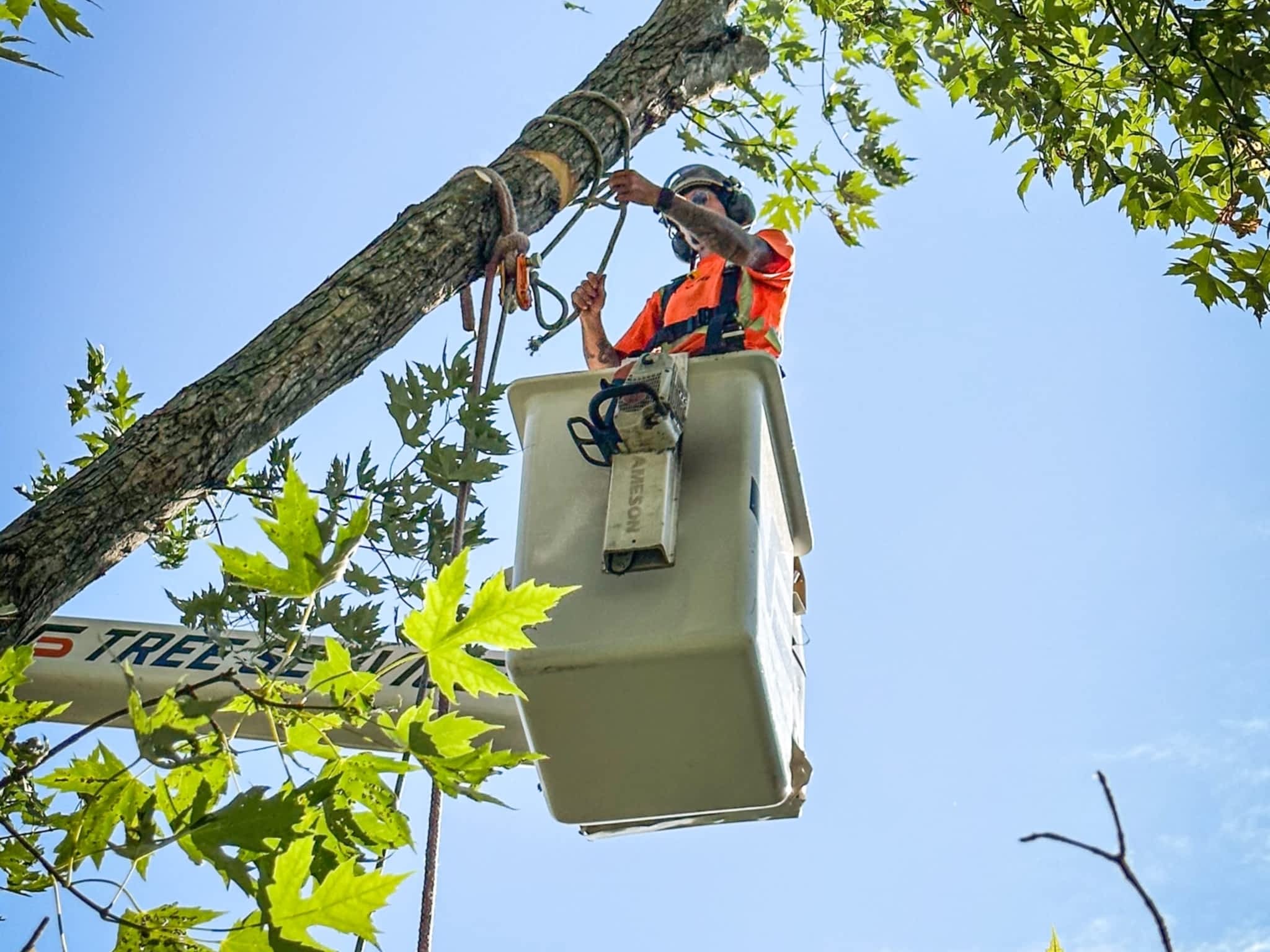photo VS Tree Services