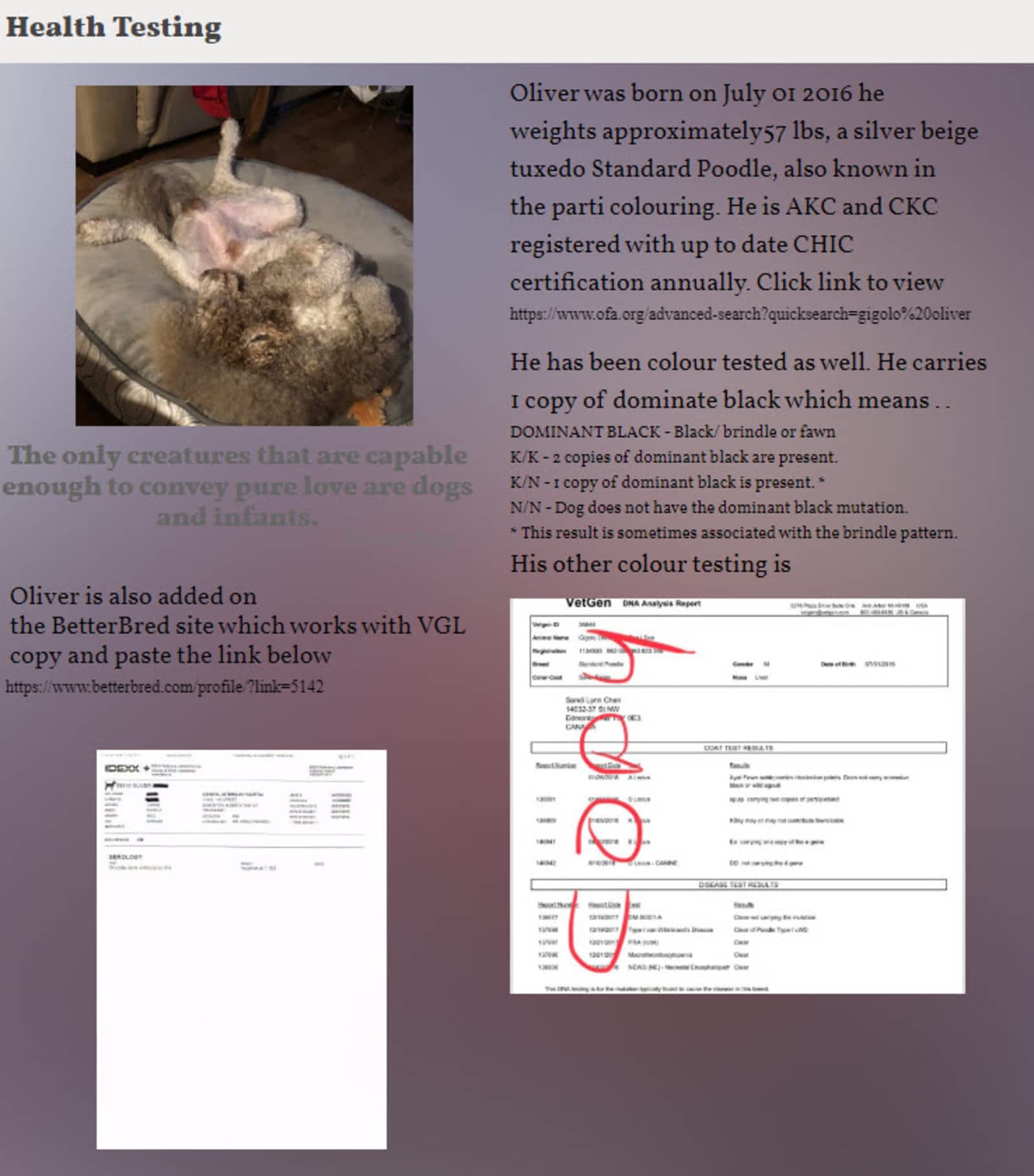 What Does Ckc Registered Dogs Mean