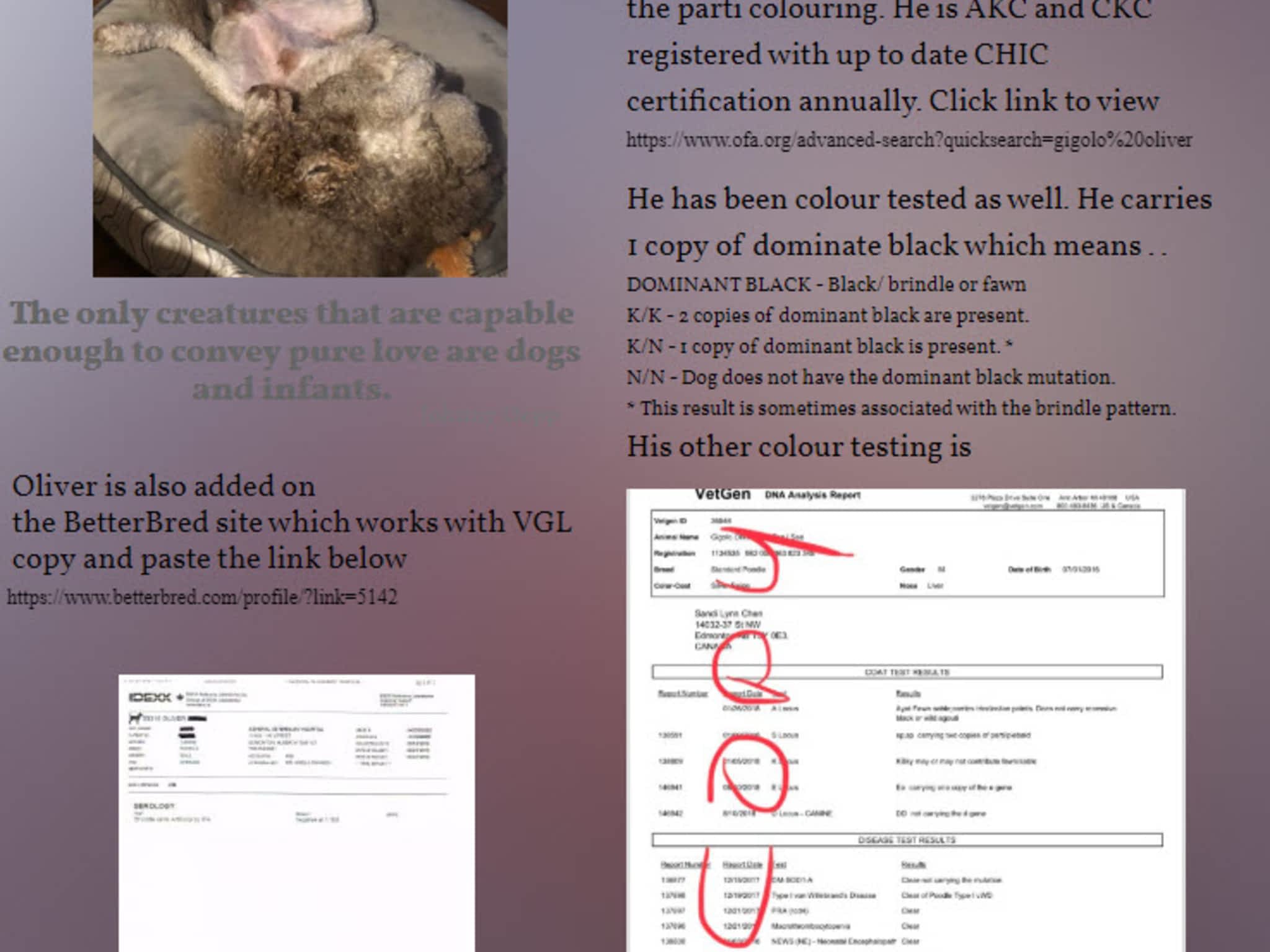 photo Poodle Stud Services