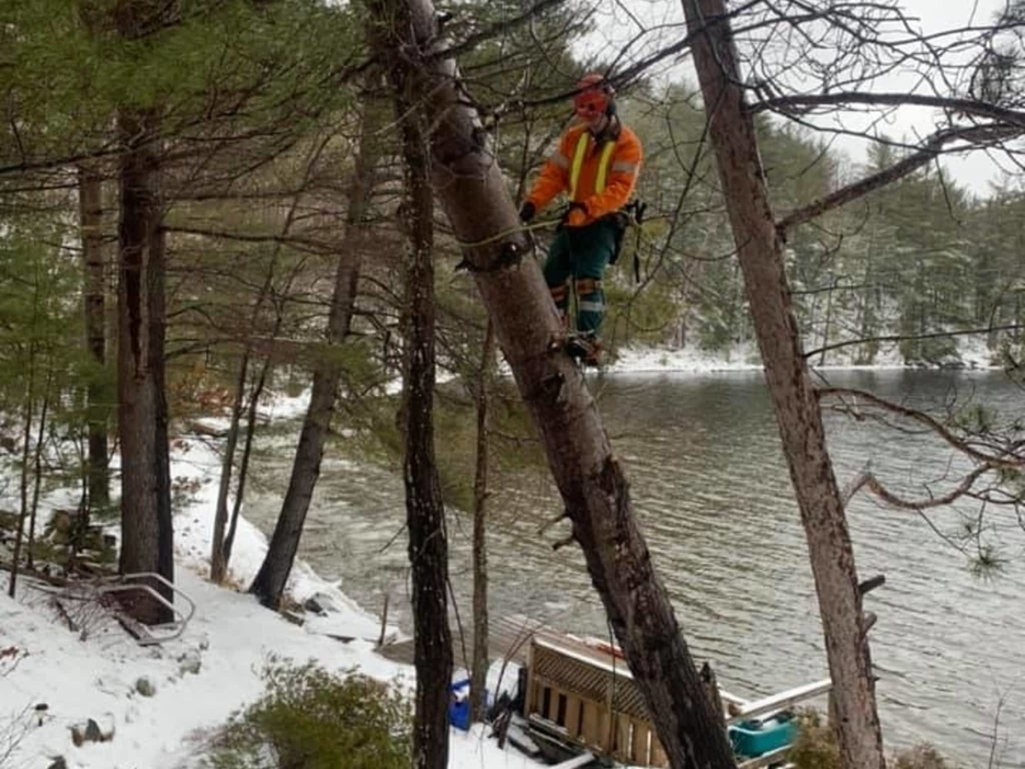 photo Sargeant Tree Removal