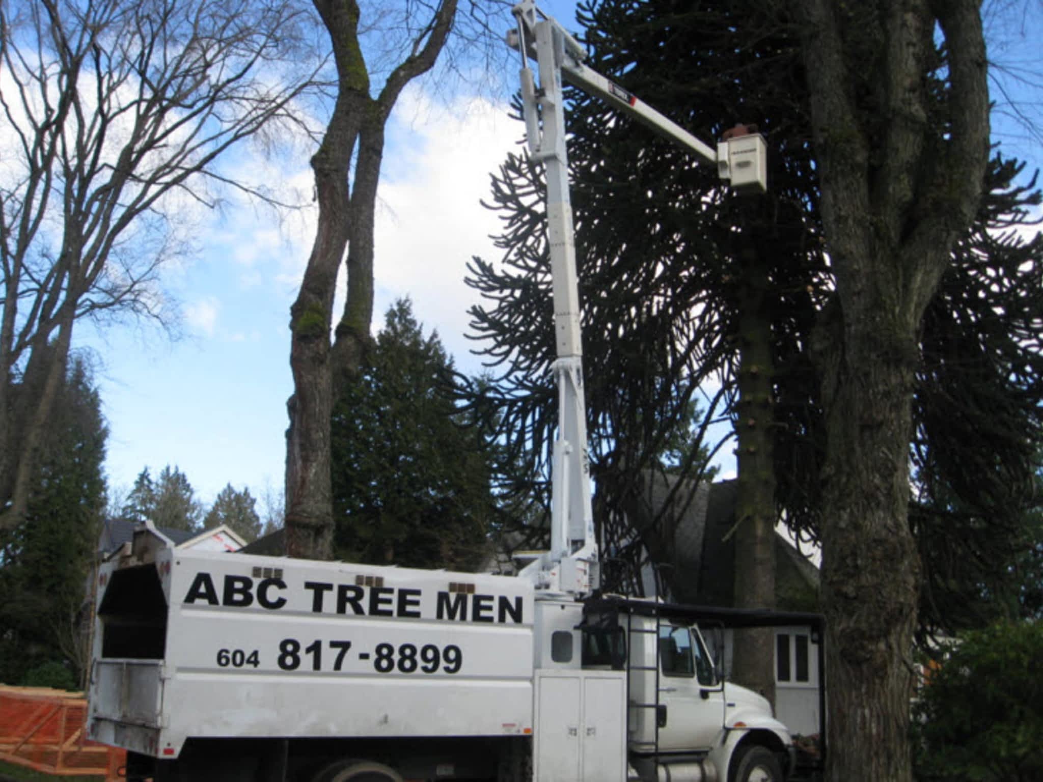 photo ABC Tree Men