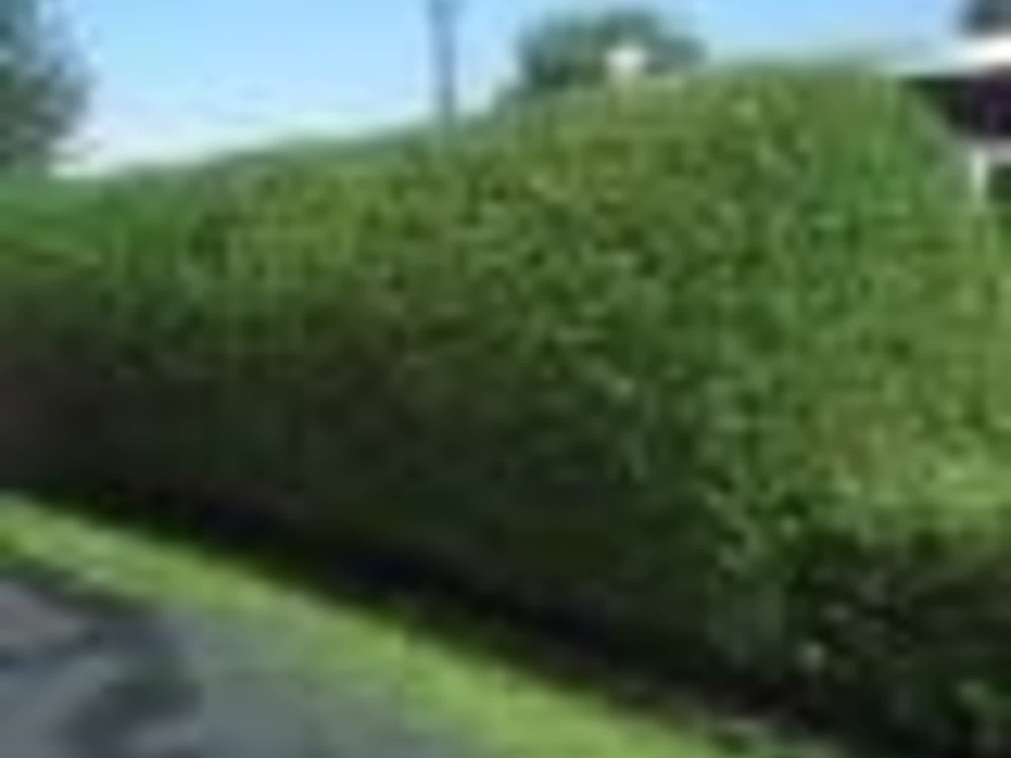 photo Taillage Compétitif CB