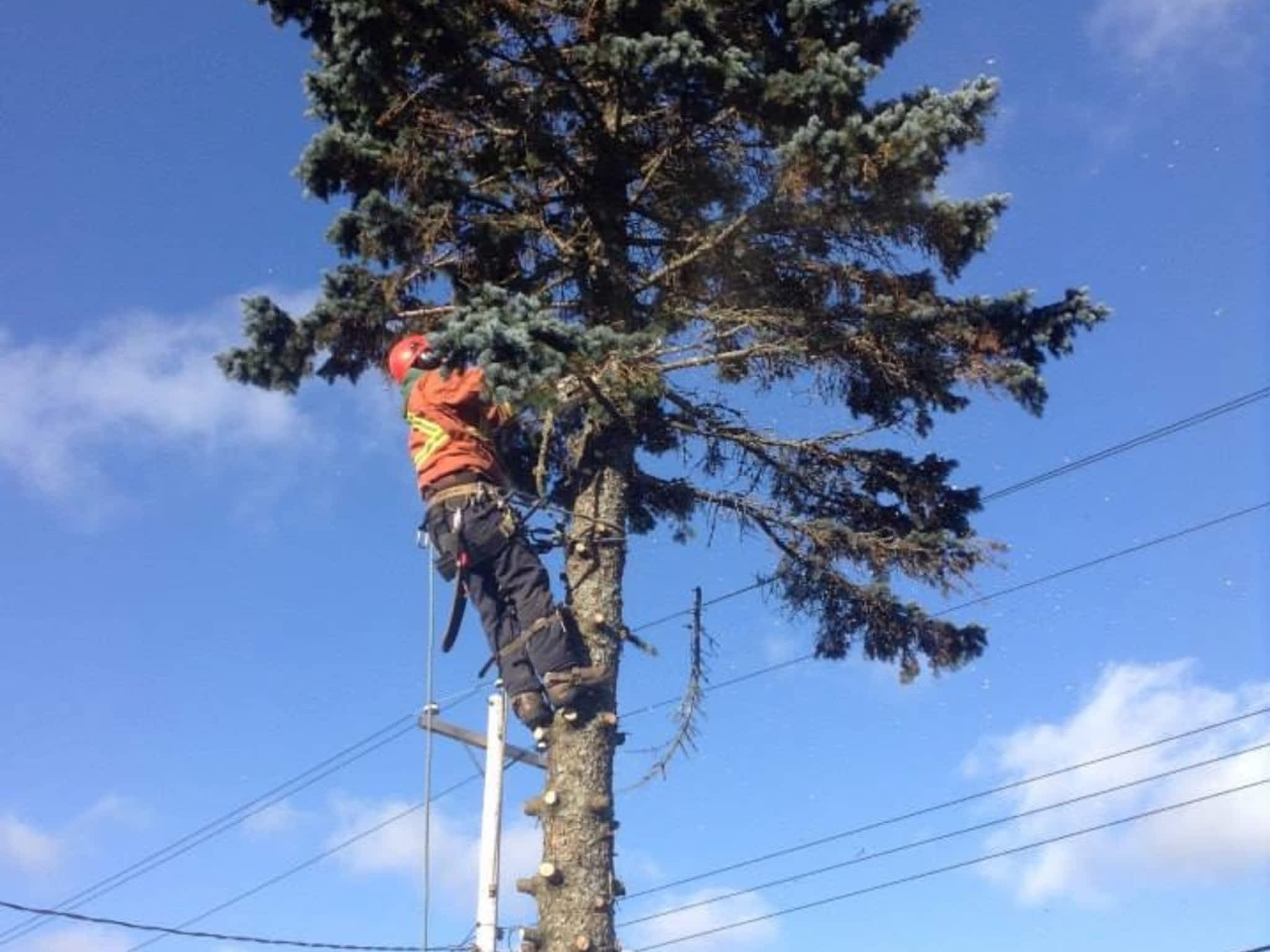 photo Solid Tree Care