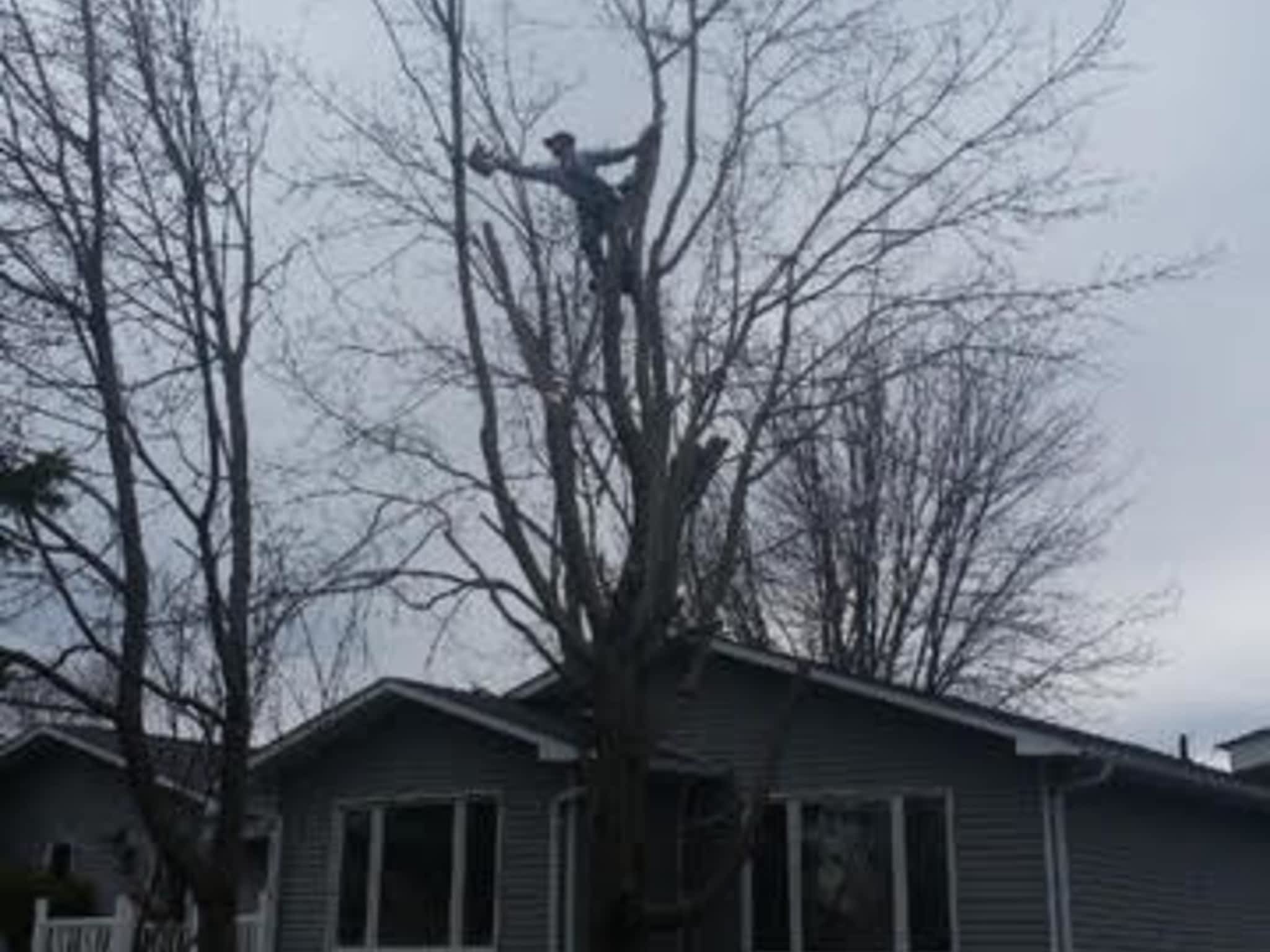 photo LD Tree Service