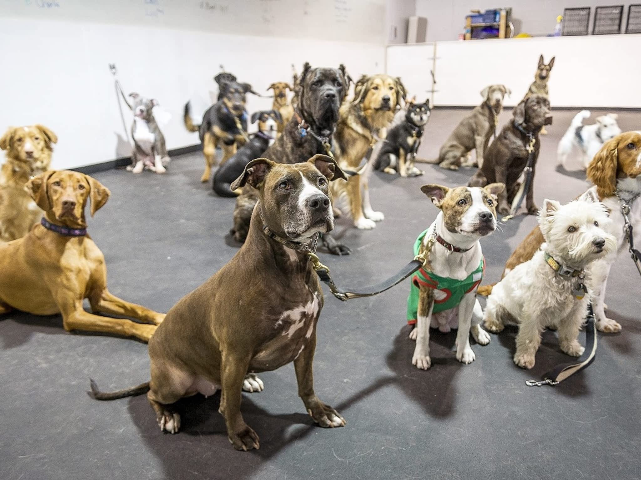 photo Clever Canines Ltd