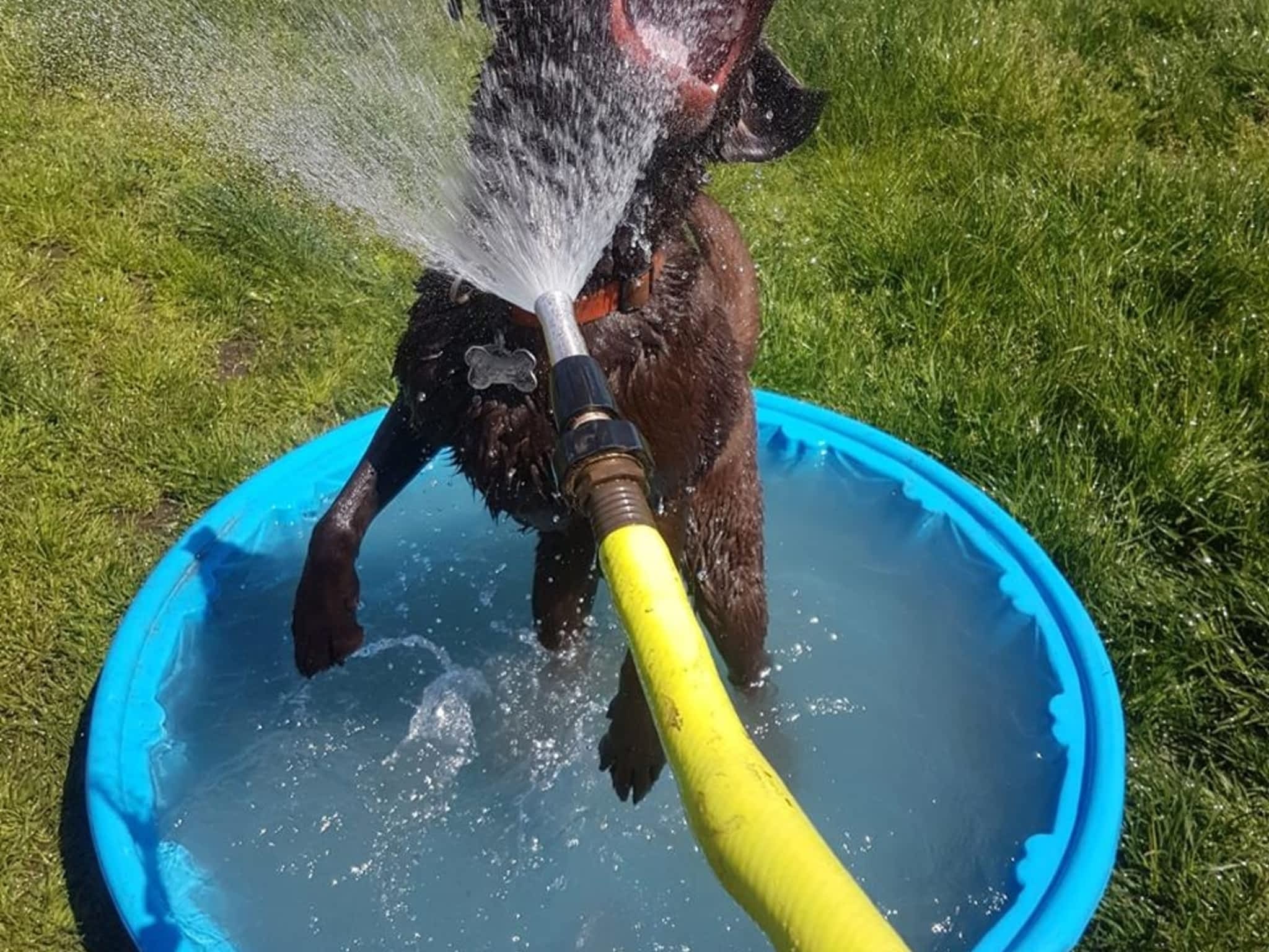 photo Richmond Dog Boarding and Play