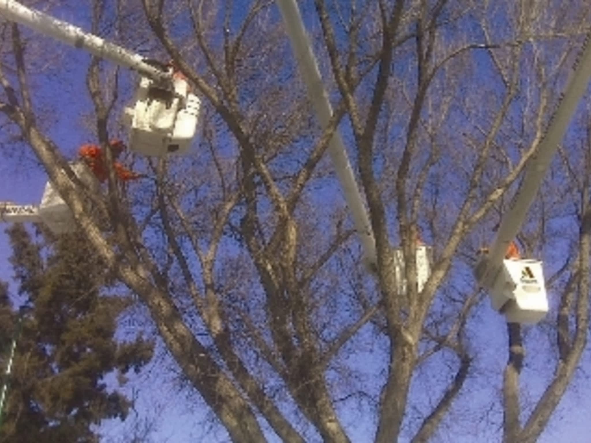 photo ArborCare Tree Service