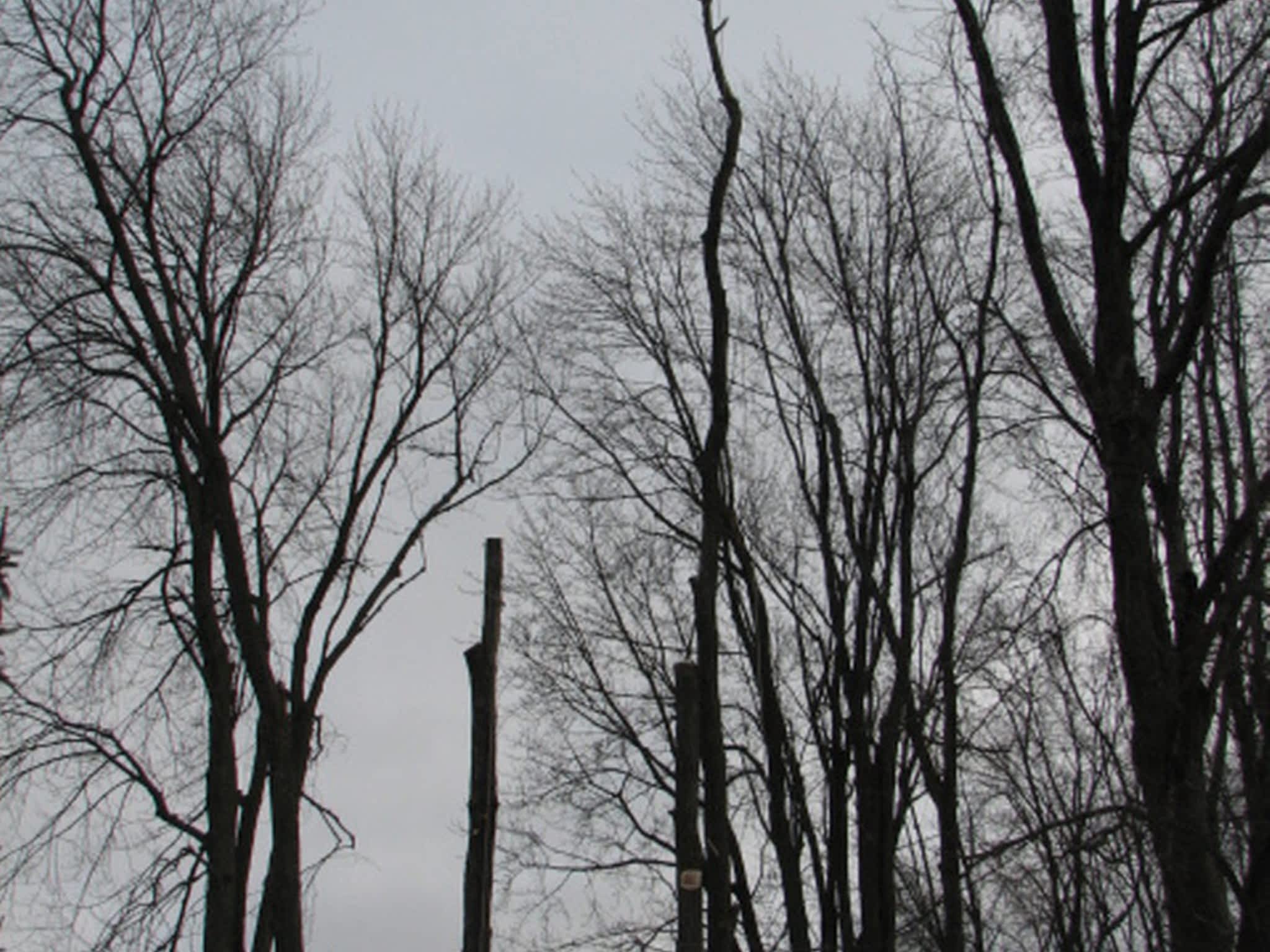 Apes Tree Service Ingersoll, ON 293559 Culloden Rd Canpages