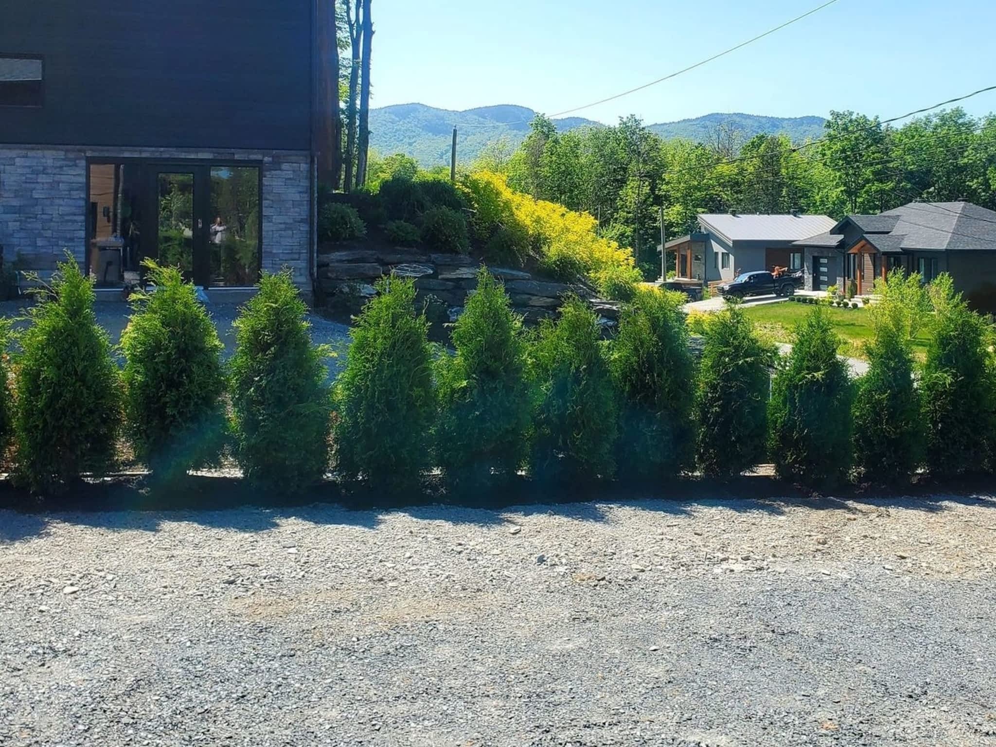 photo Plantation Pros-Haie de cèdres