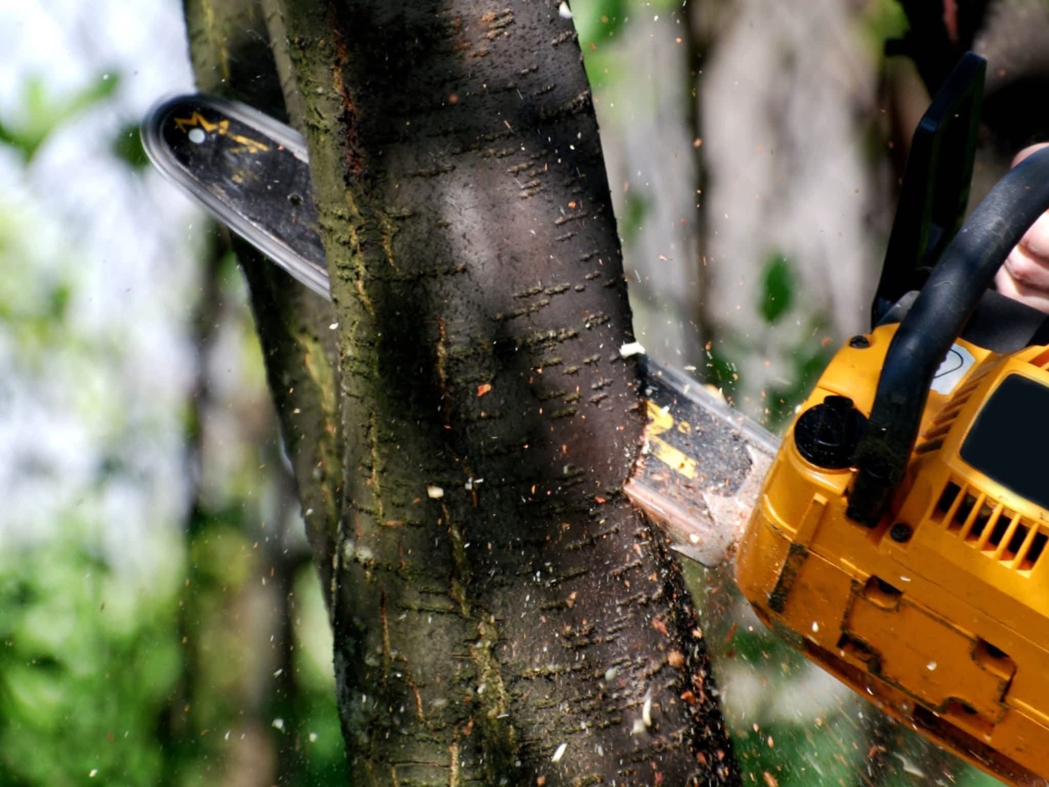 photo Pro Tree Services