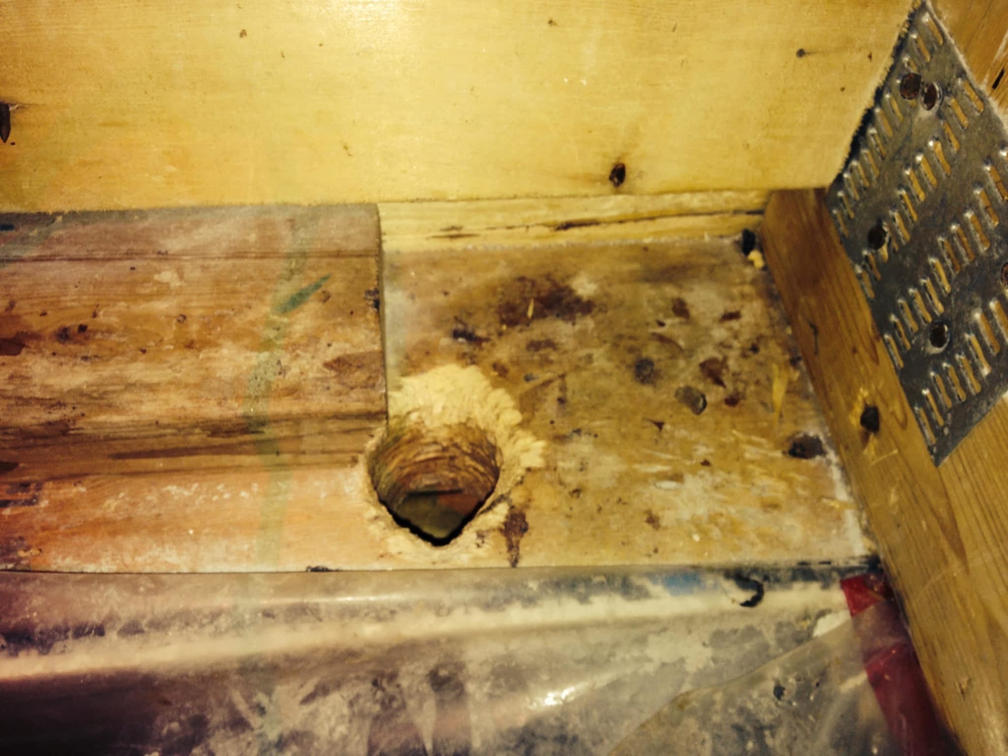 photo Phantom Pest Control Maple Ridge