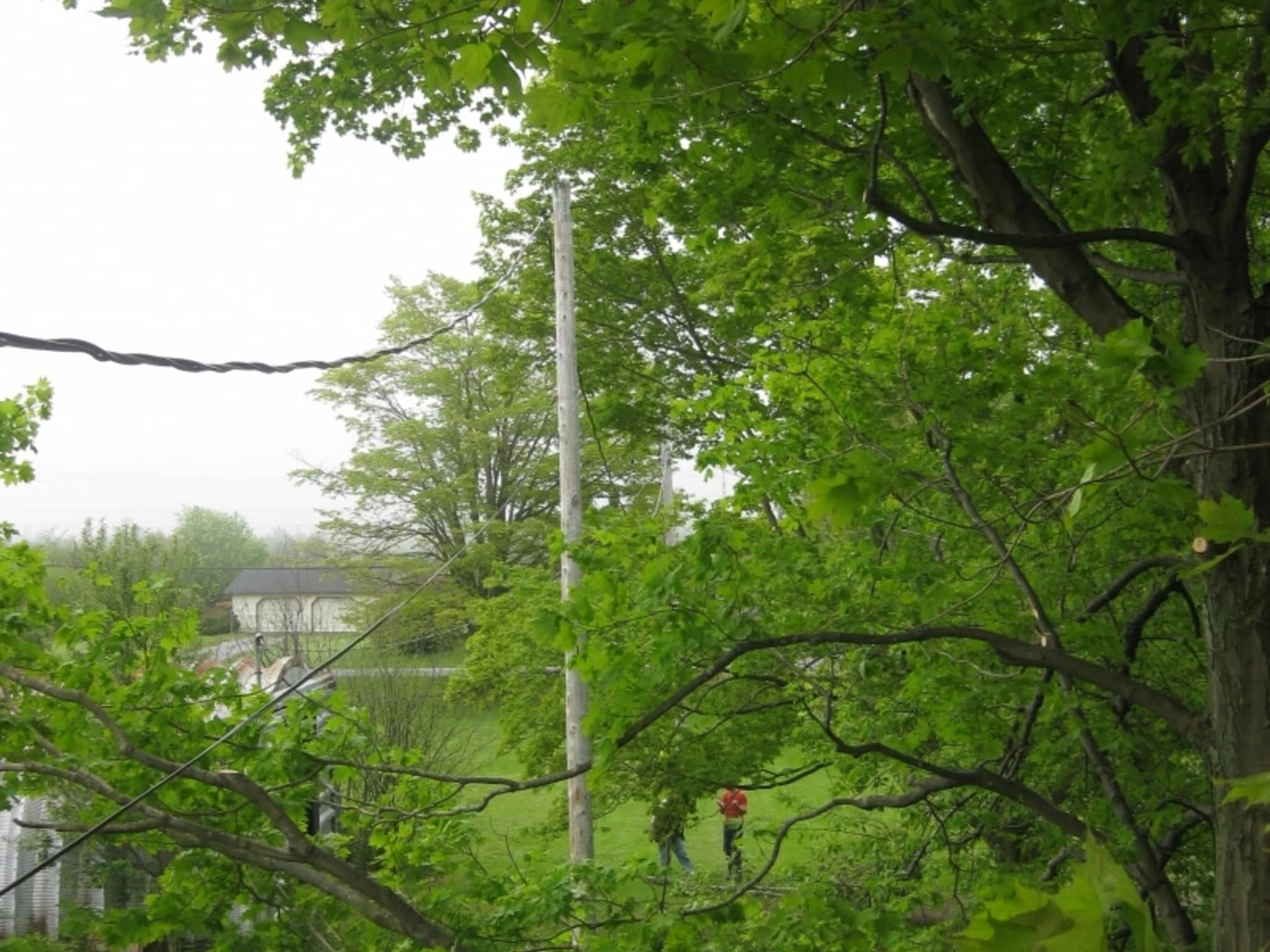 photo County Arborists Inc