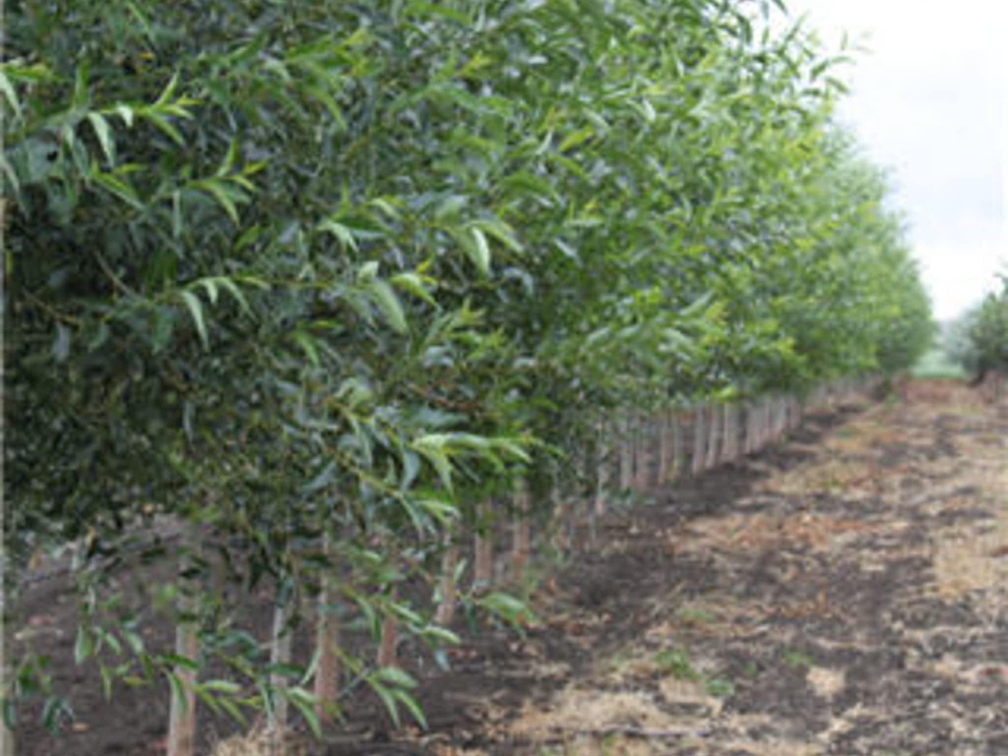 photo Simon Bos Nurseries