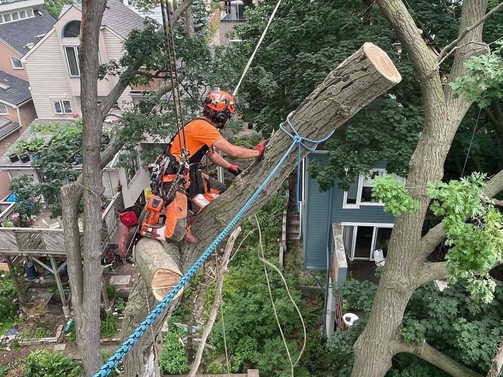 photo Vista Tree Management