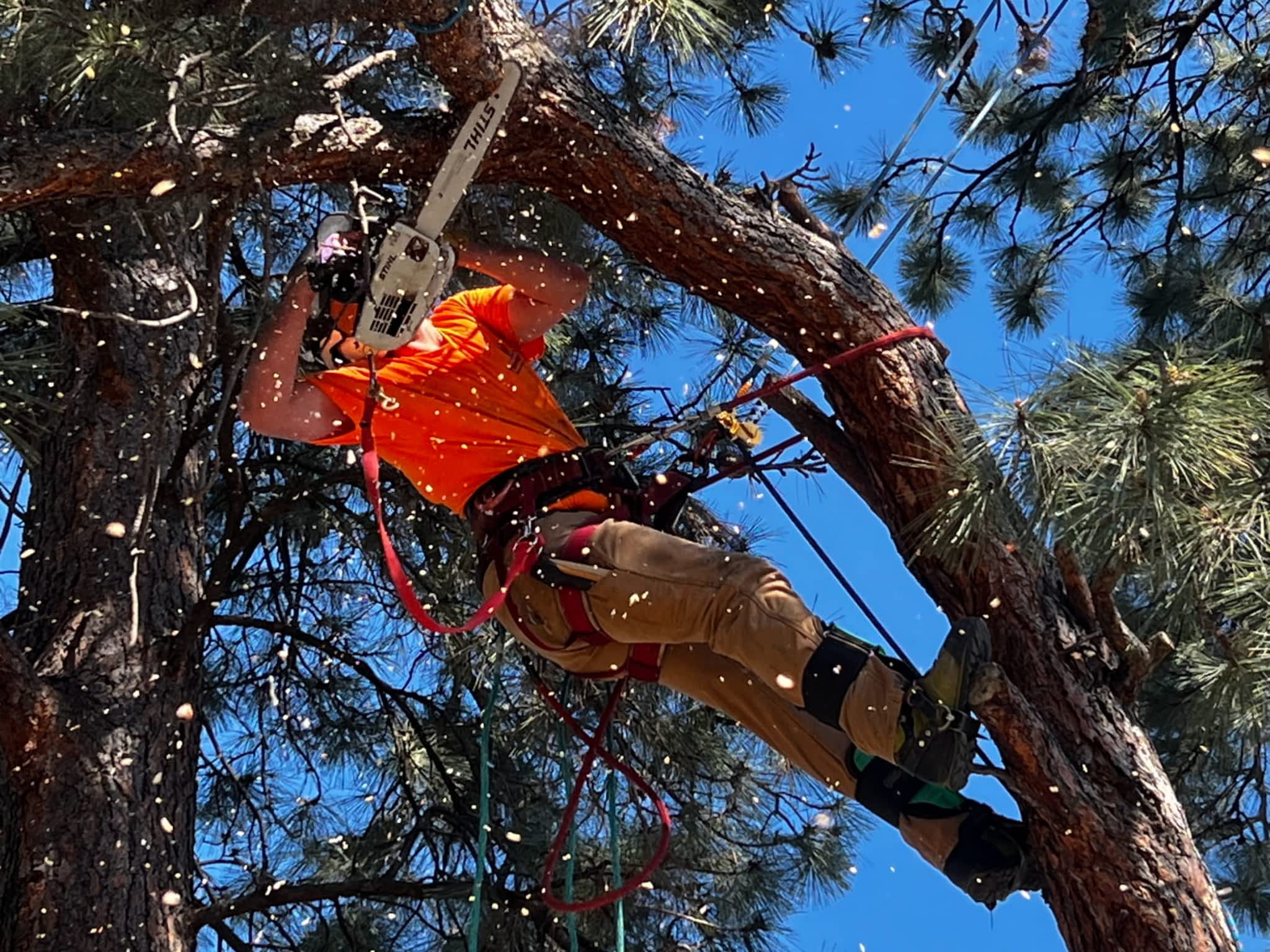 photo Twin Rivers Tree Service and Landscaping - Frase r Valley