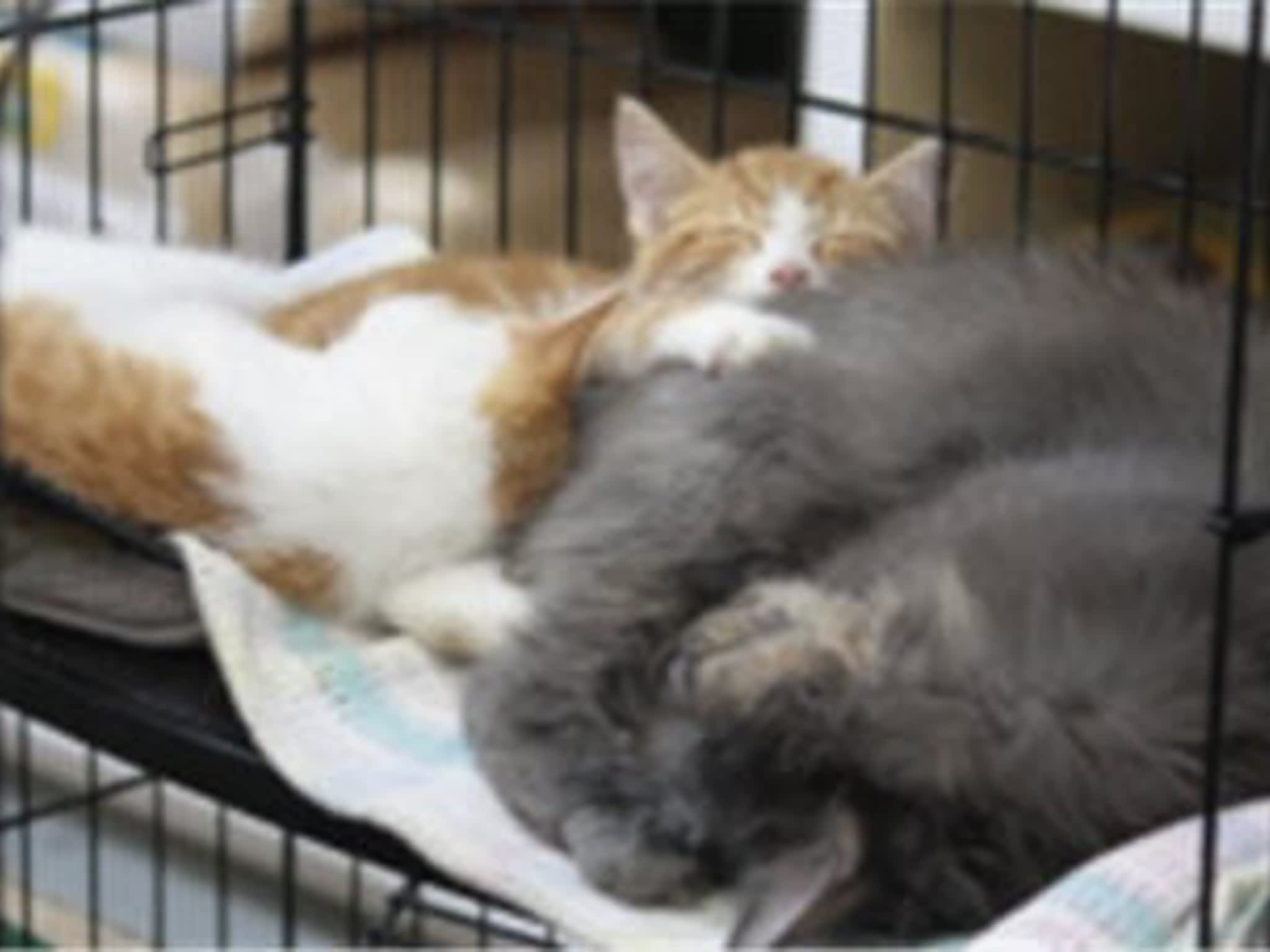 photo Animal Essentials