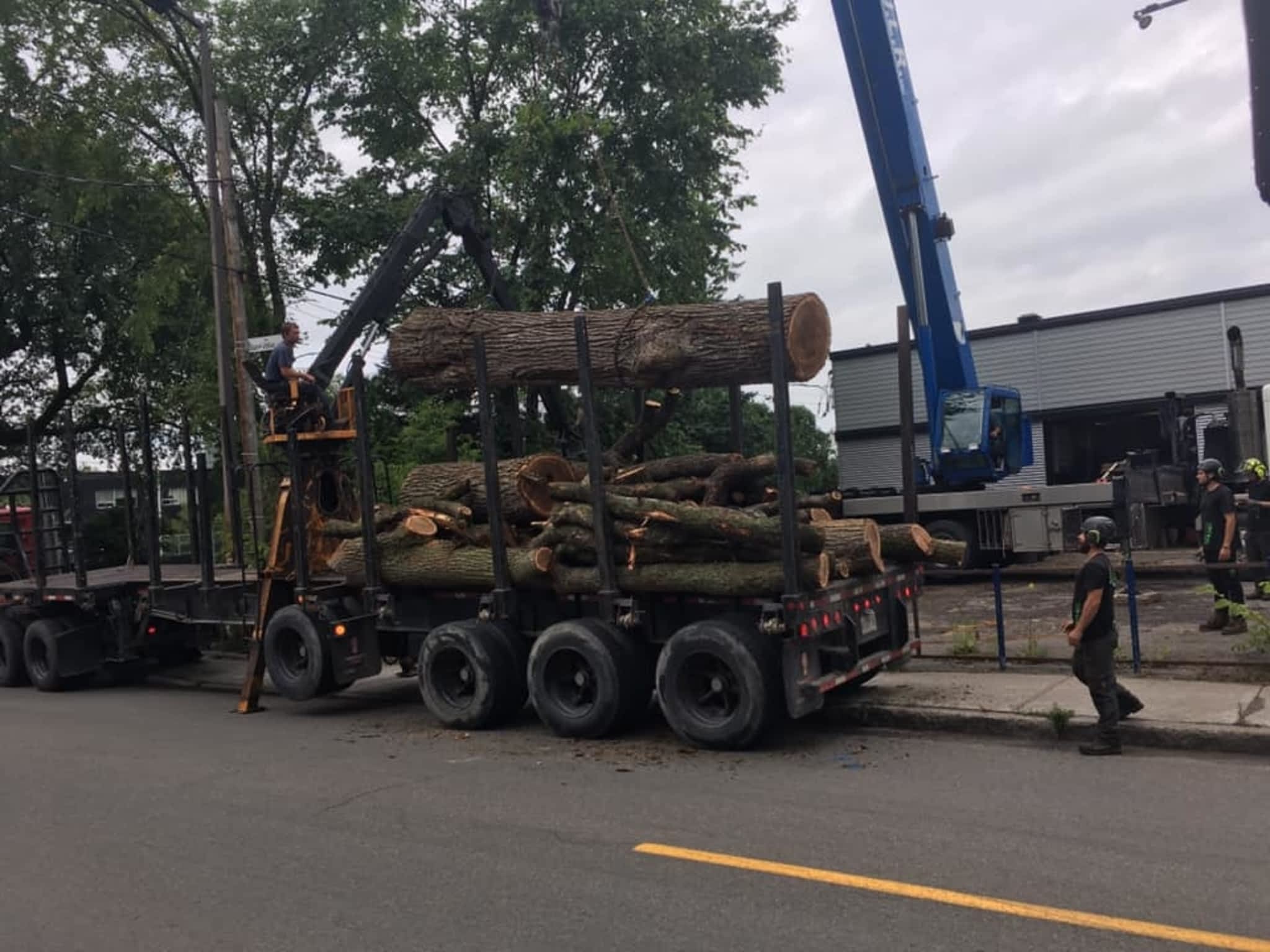 photo Service d'Arbres Alpha - Élagage Québec