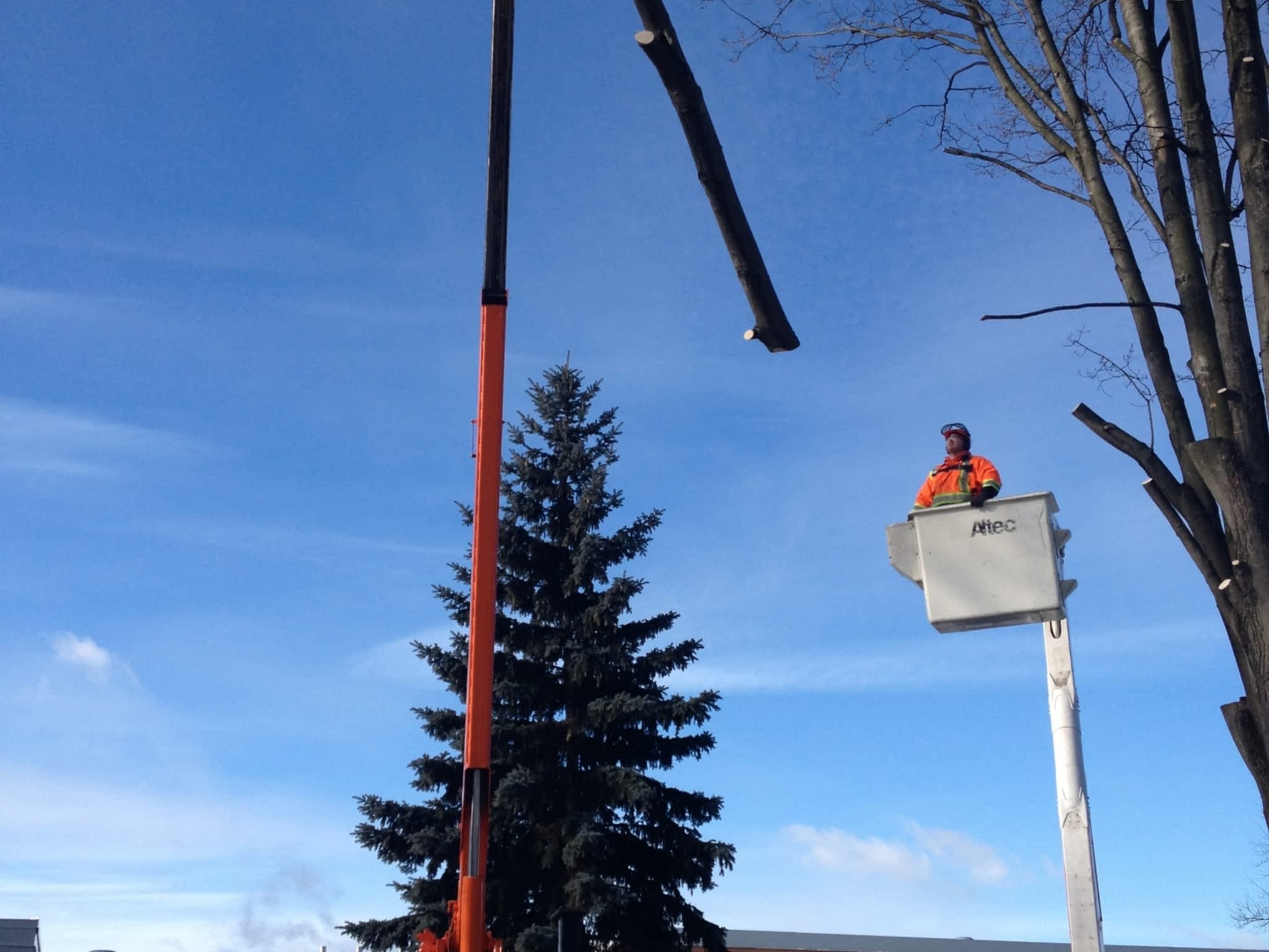 photo Custom Tree Service