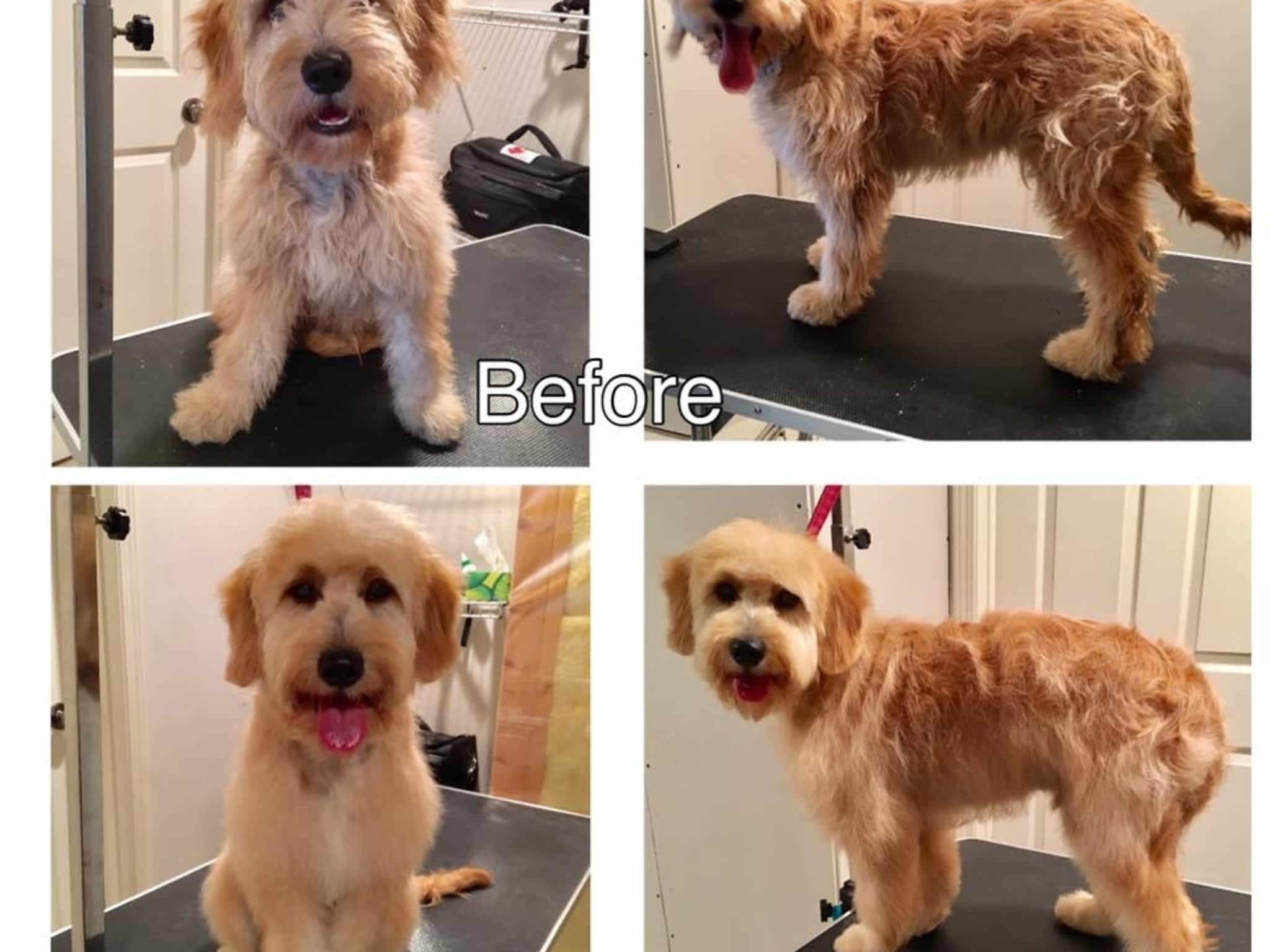 photo Tail-rific Dog Grooming