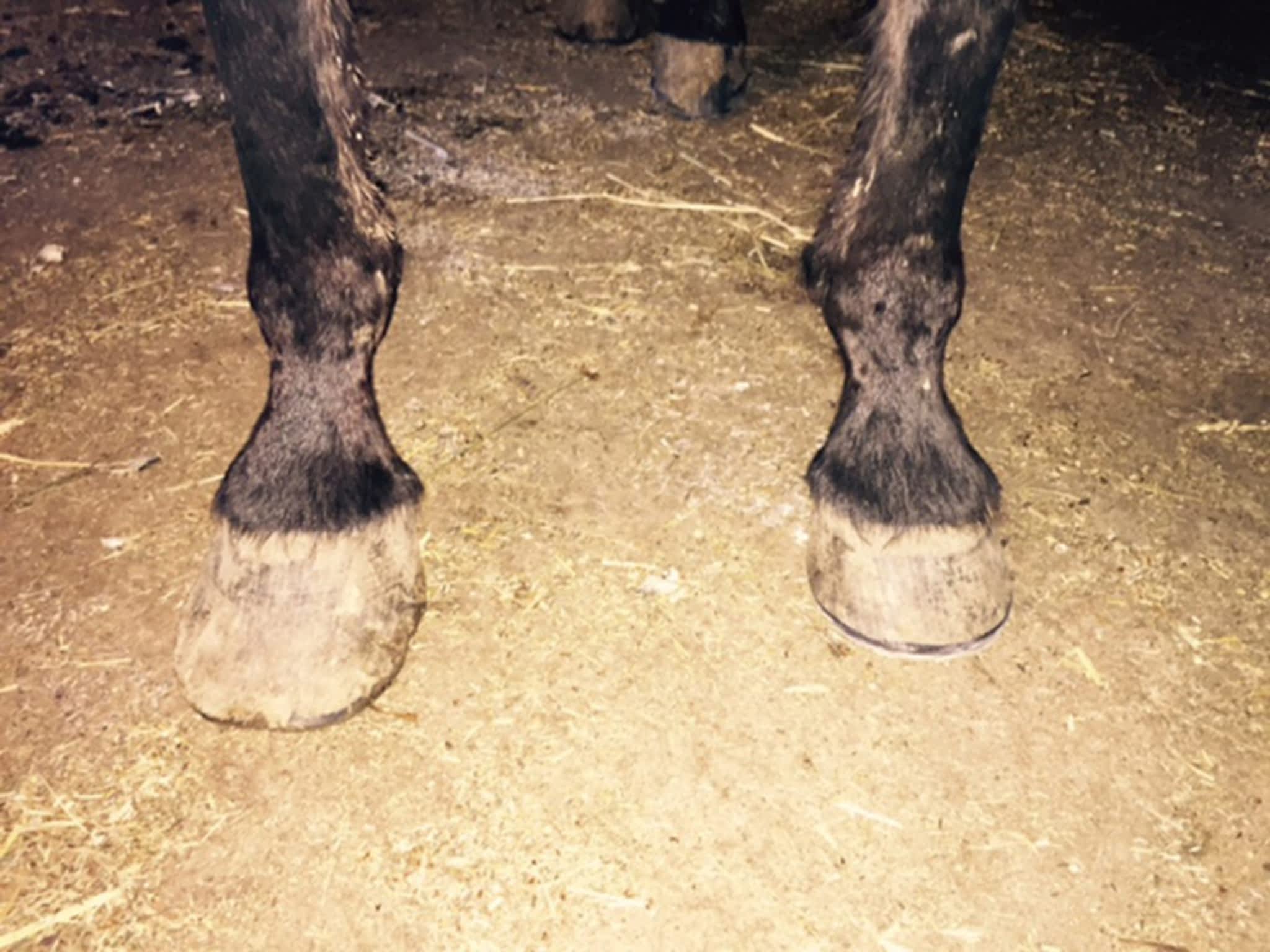 photo Western Rose Farrier