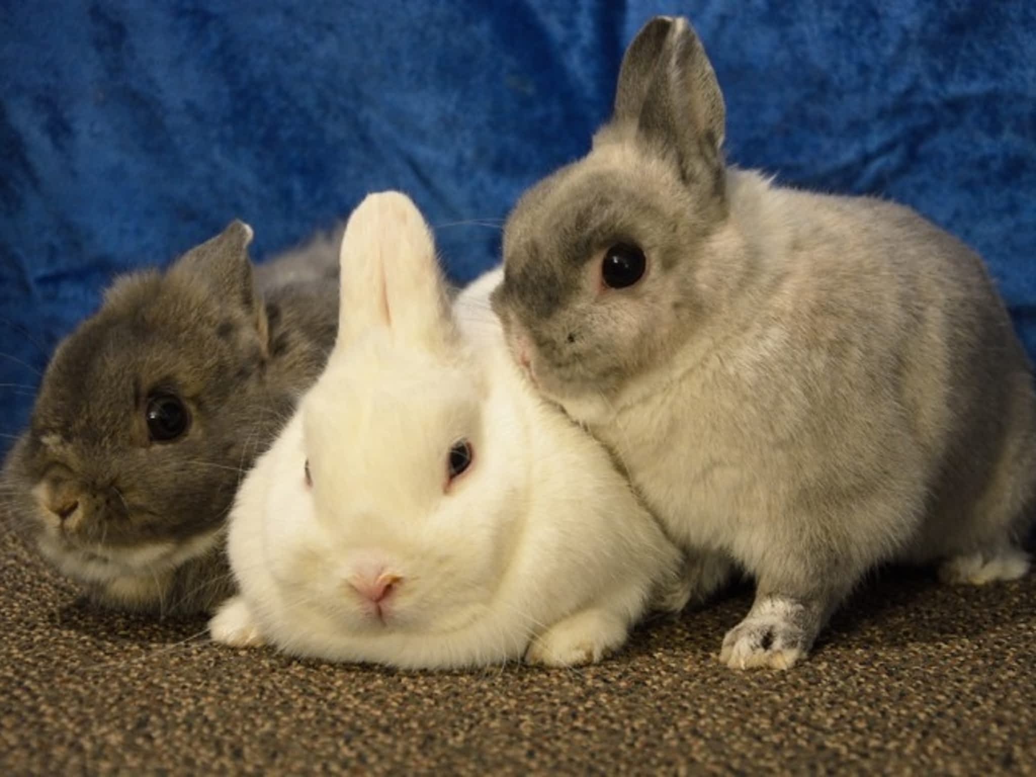 photo Edmonton Party Magic