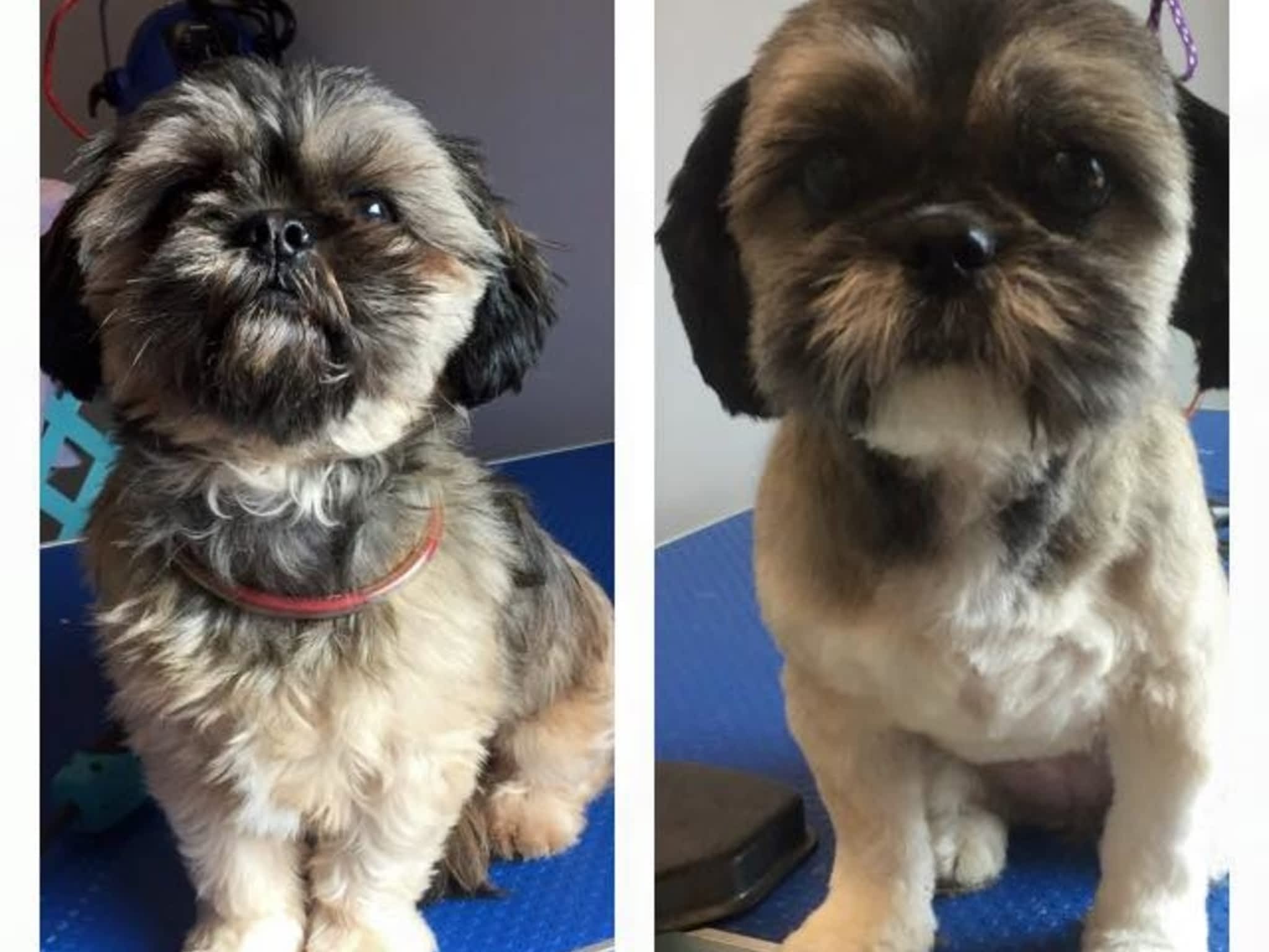 photo Wizard of Pawz Dog Grooming
