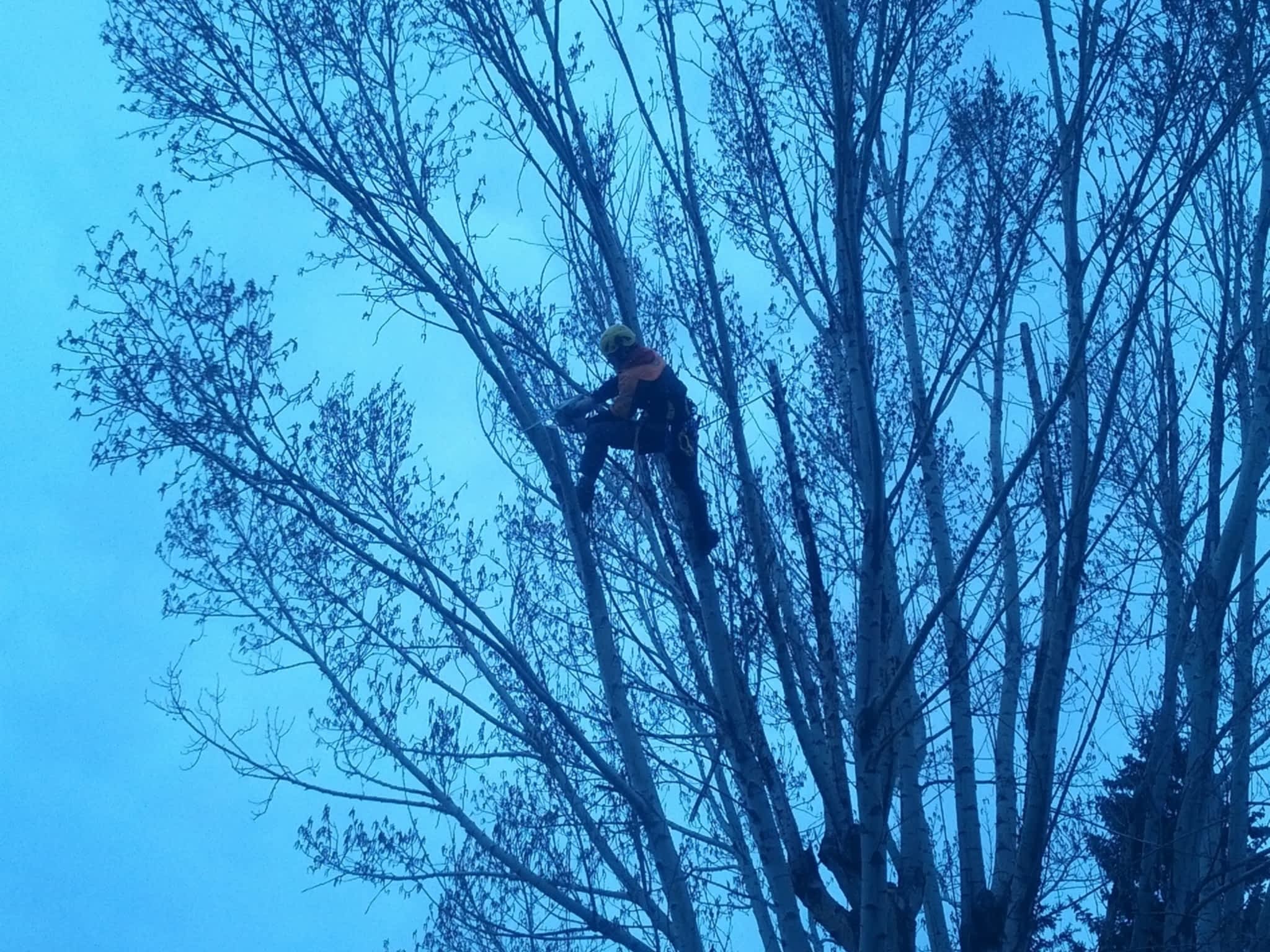 photo Hooch Tree Removal