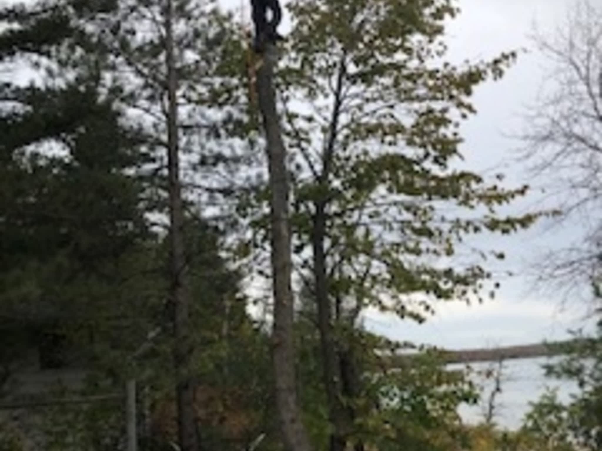 photo Cottage Country Tree Surgeons