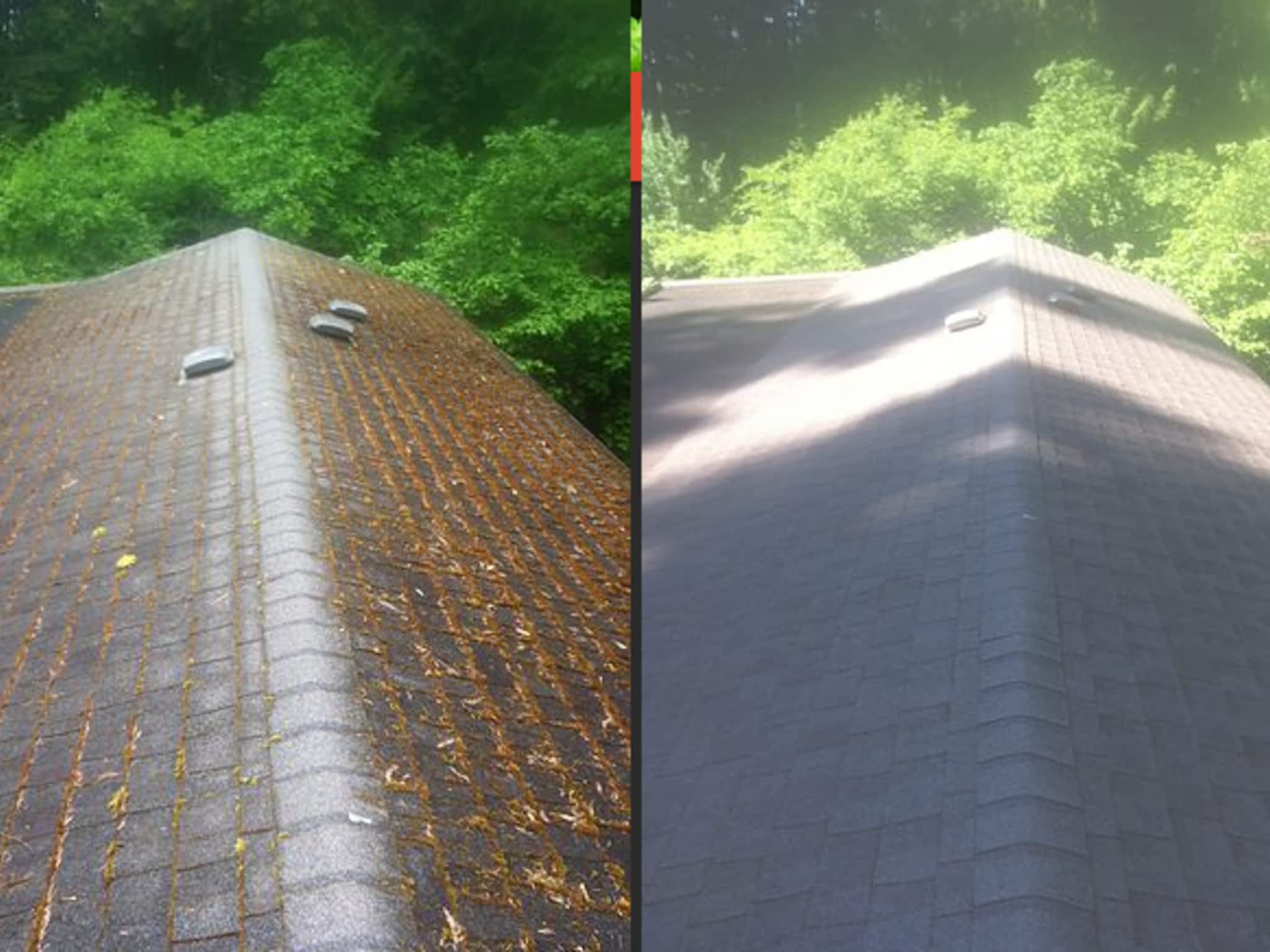 photo Moss Busters BC