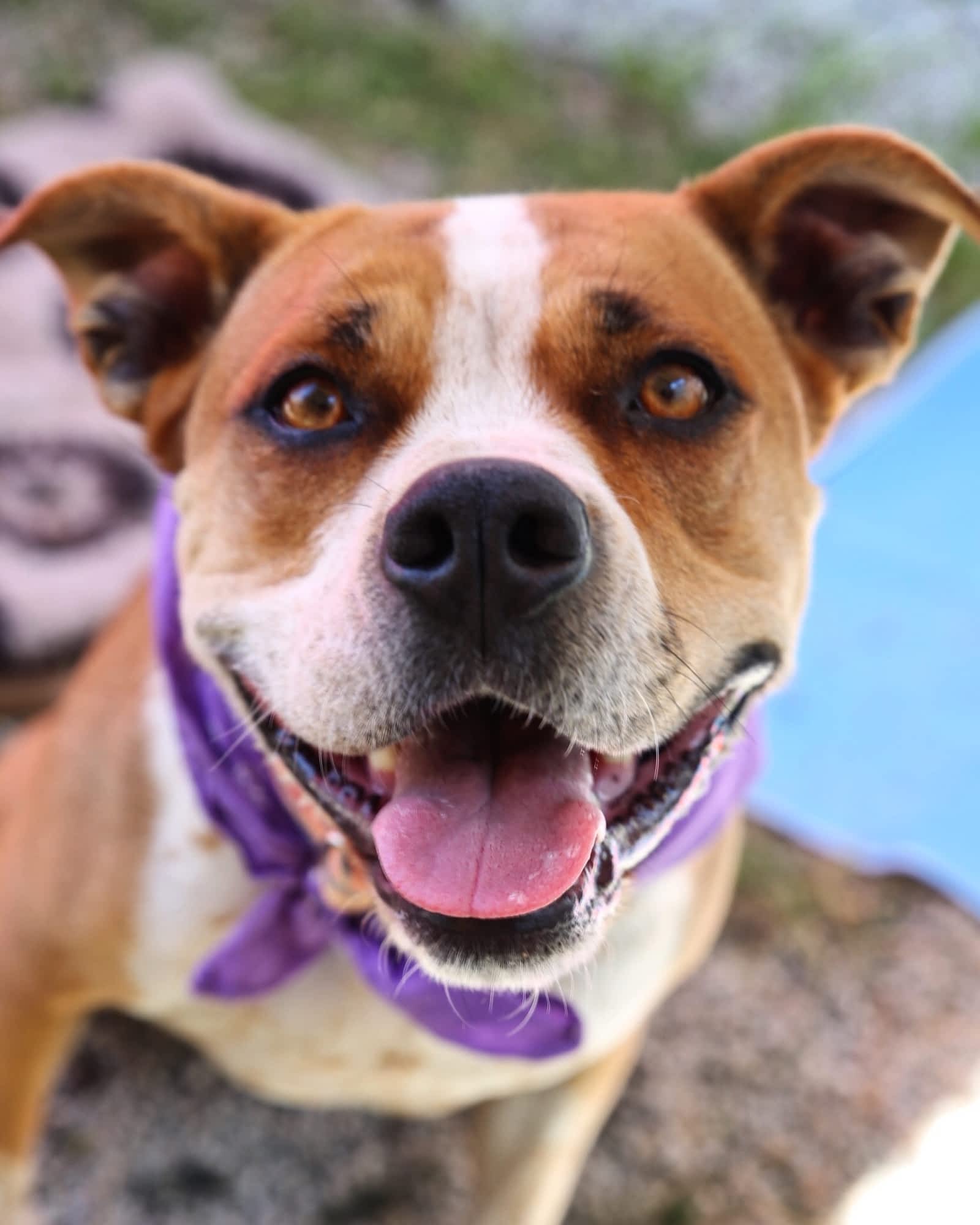 simply natural dog food