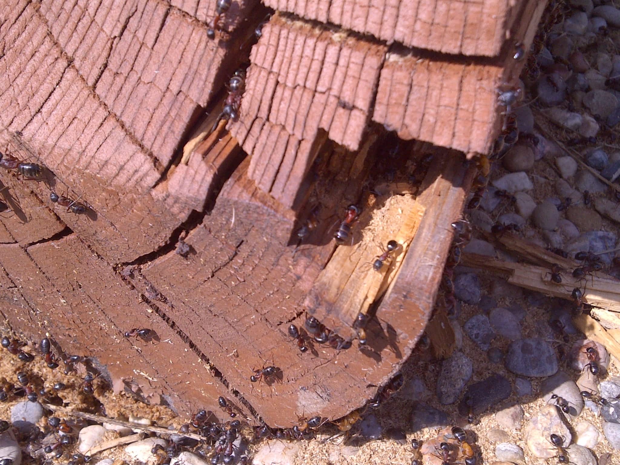 Absolute Pest Control Inc Canpages