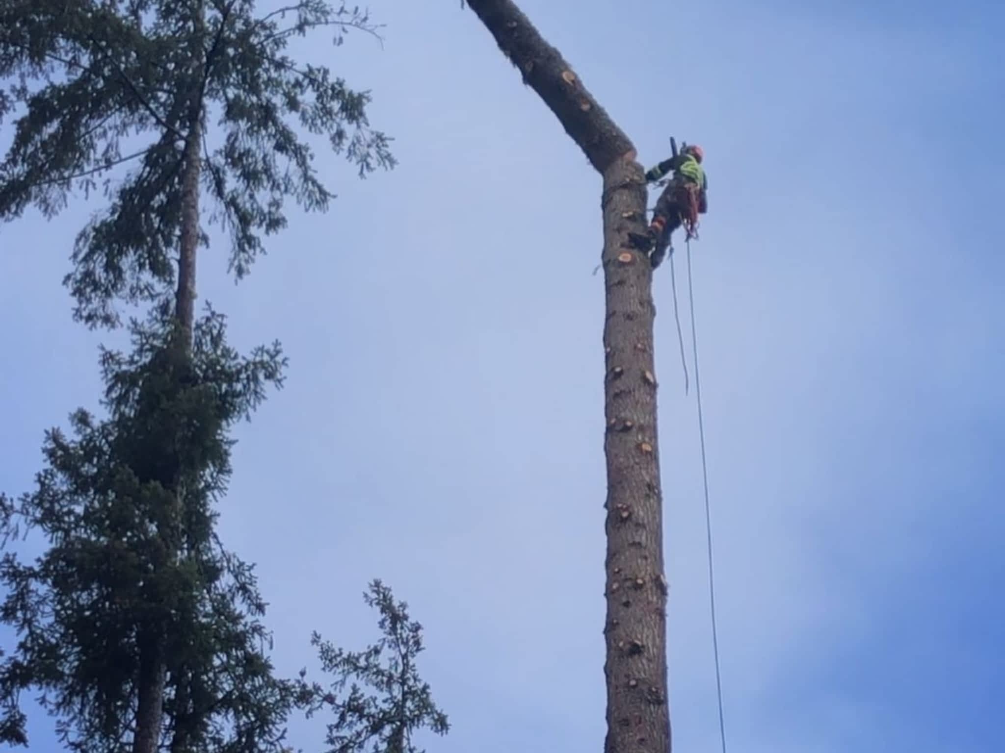 photo Flex Tree Service