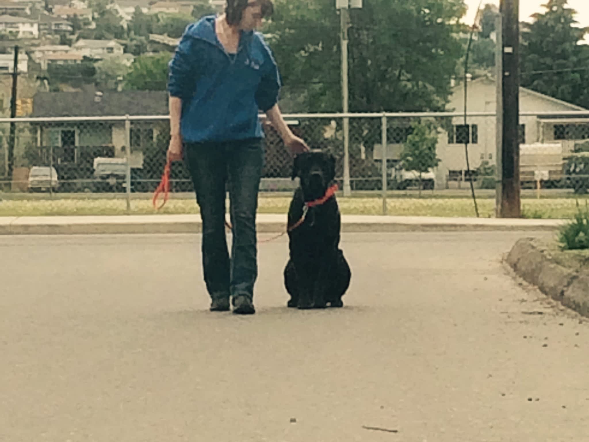 photo My Balanced Dog