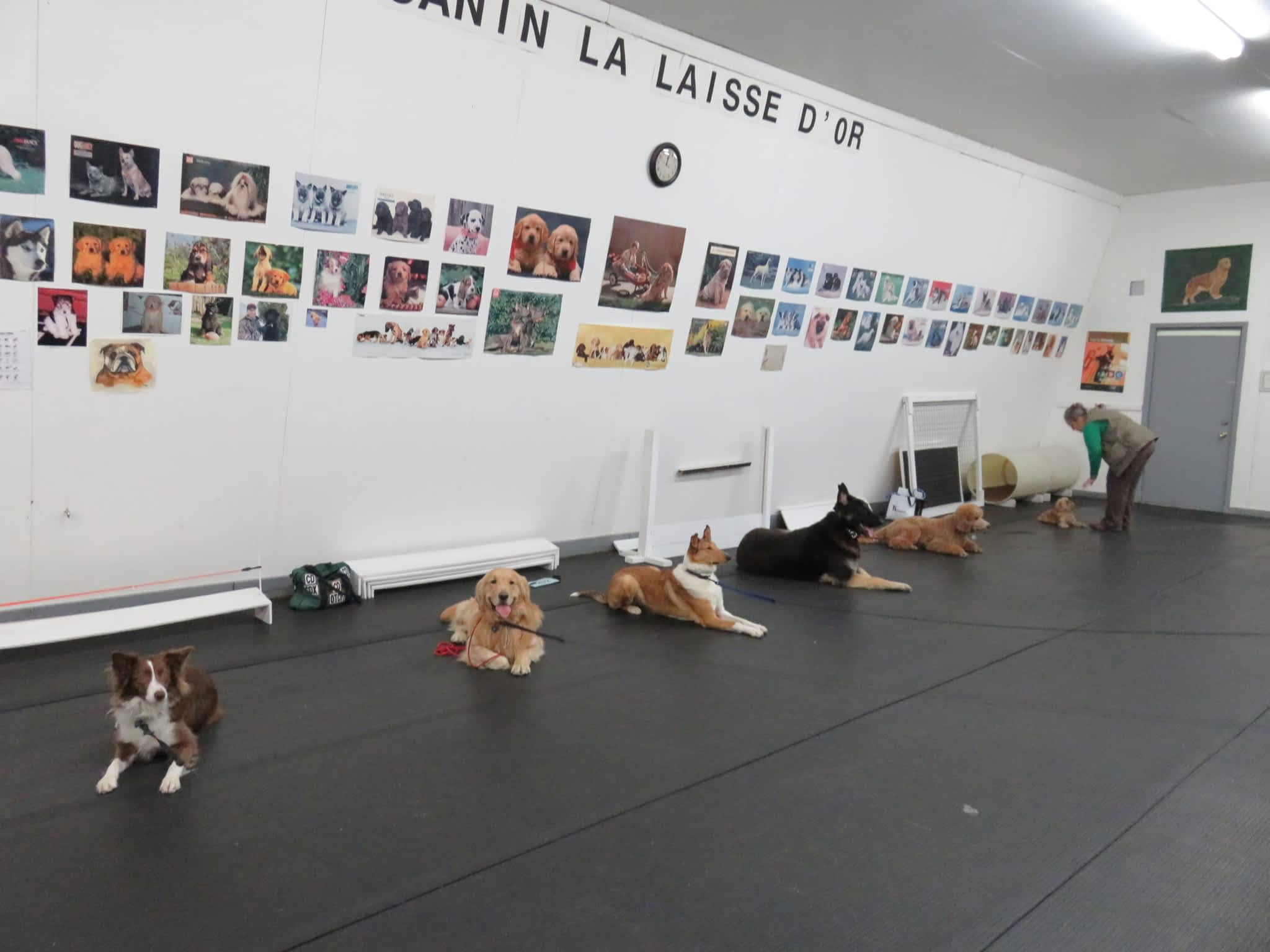 photo Club Canin La Laisse D'Or