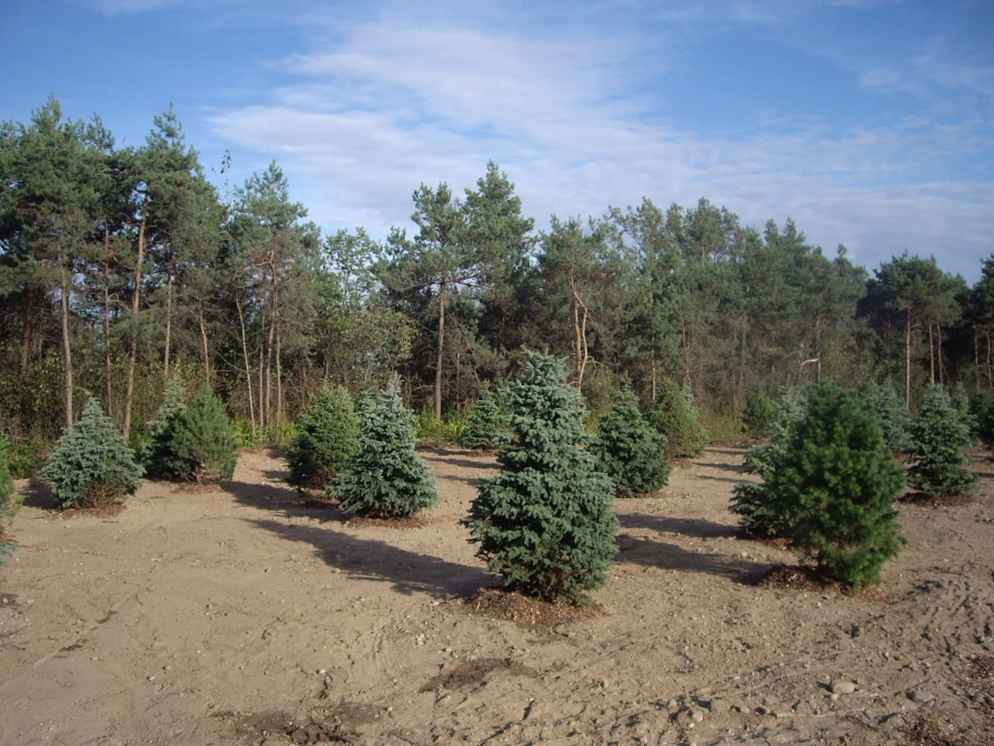 photo Turtle Crik Tree Farms