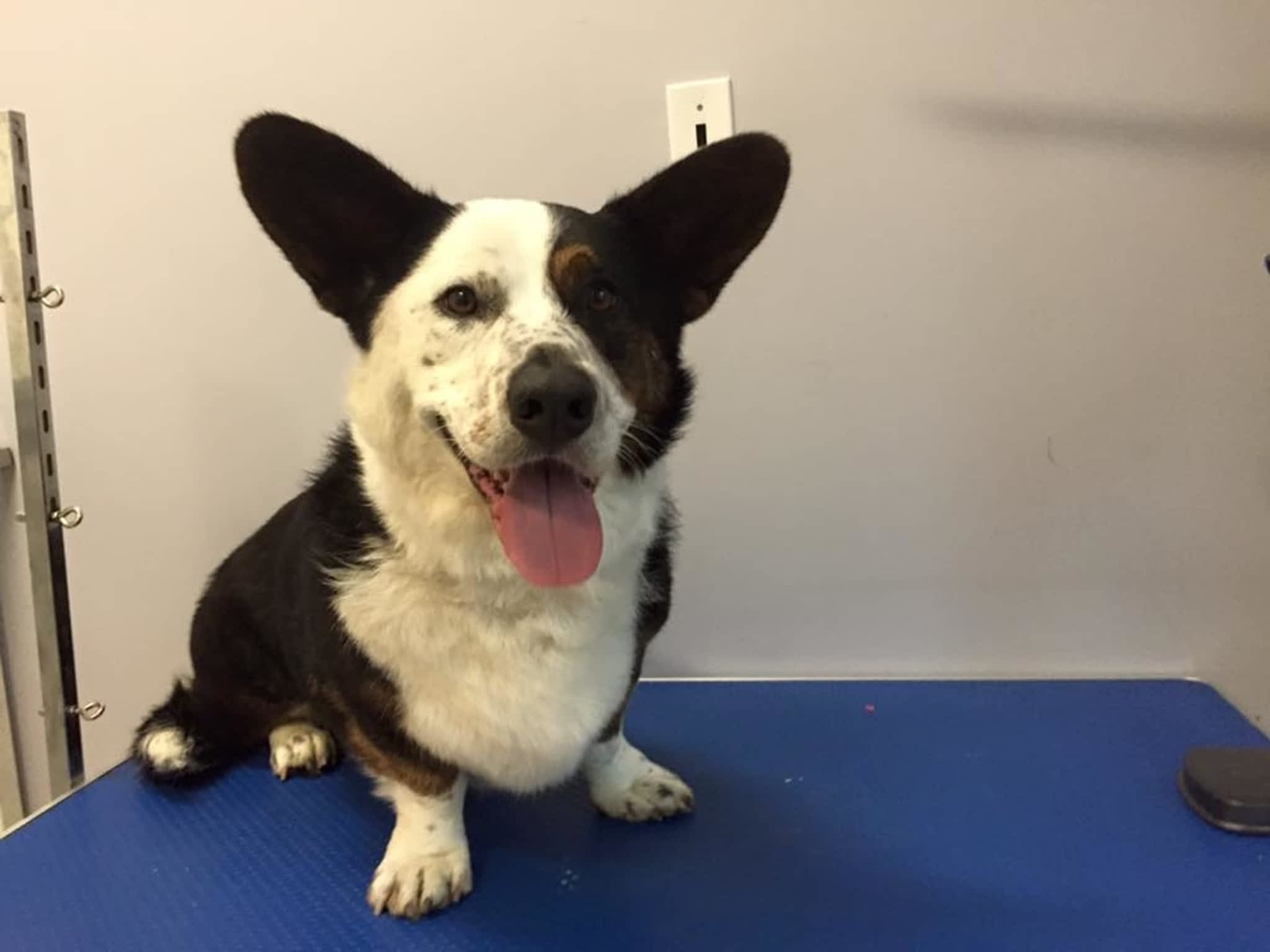 photo Wizard of Pawz Dog Grooming