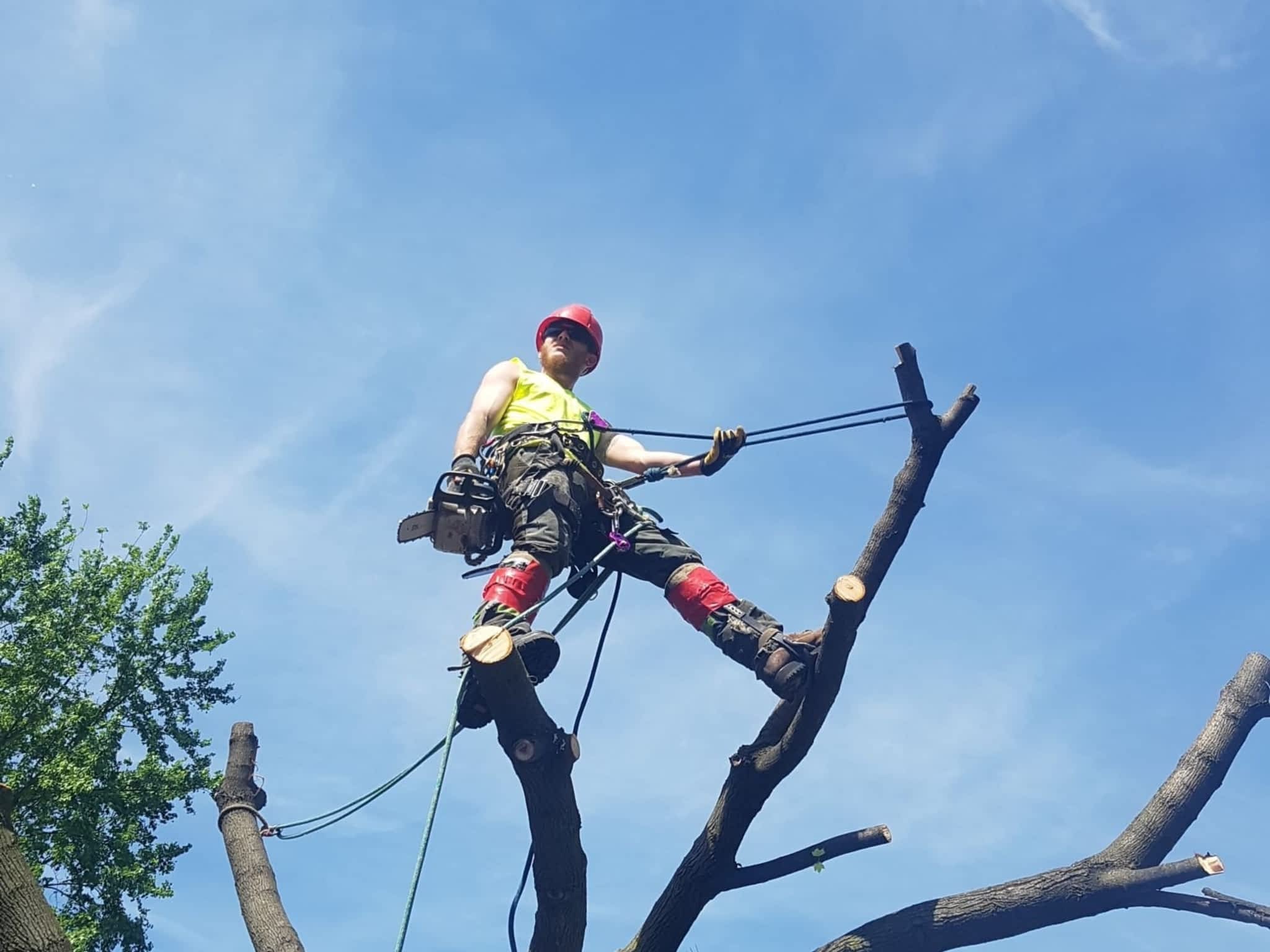 photo Wright's Tree Care