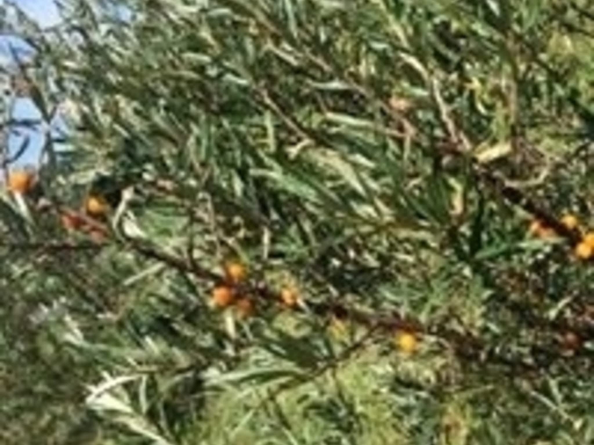 photo Labelle & L'Argousier