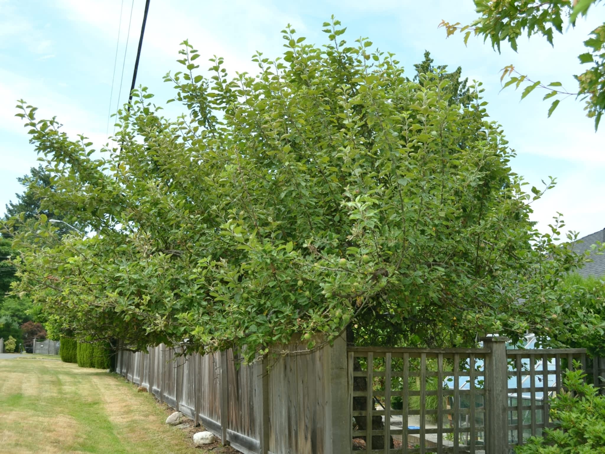 photo Harmony Pruning Service