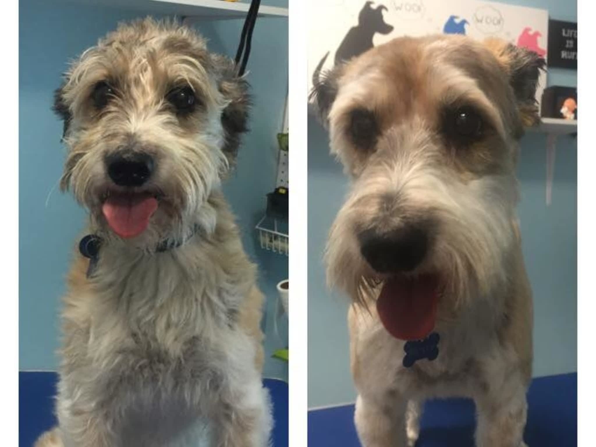 photo Wizard of Pawz Dog Grooming