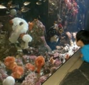 Vancouver Aquarium Marine Science Centre Opening Hours 845 Avison Way Vancouver Bc