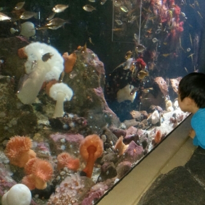 Vancouver Aquarium Marine Science Centre - Tourist Attractions