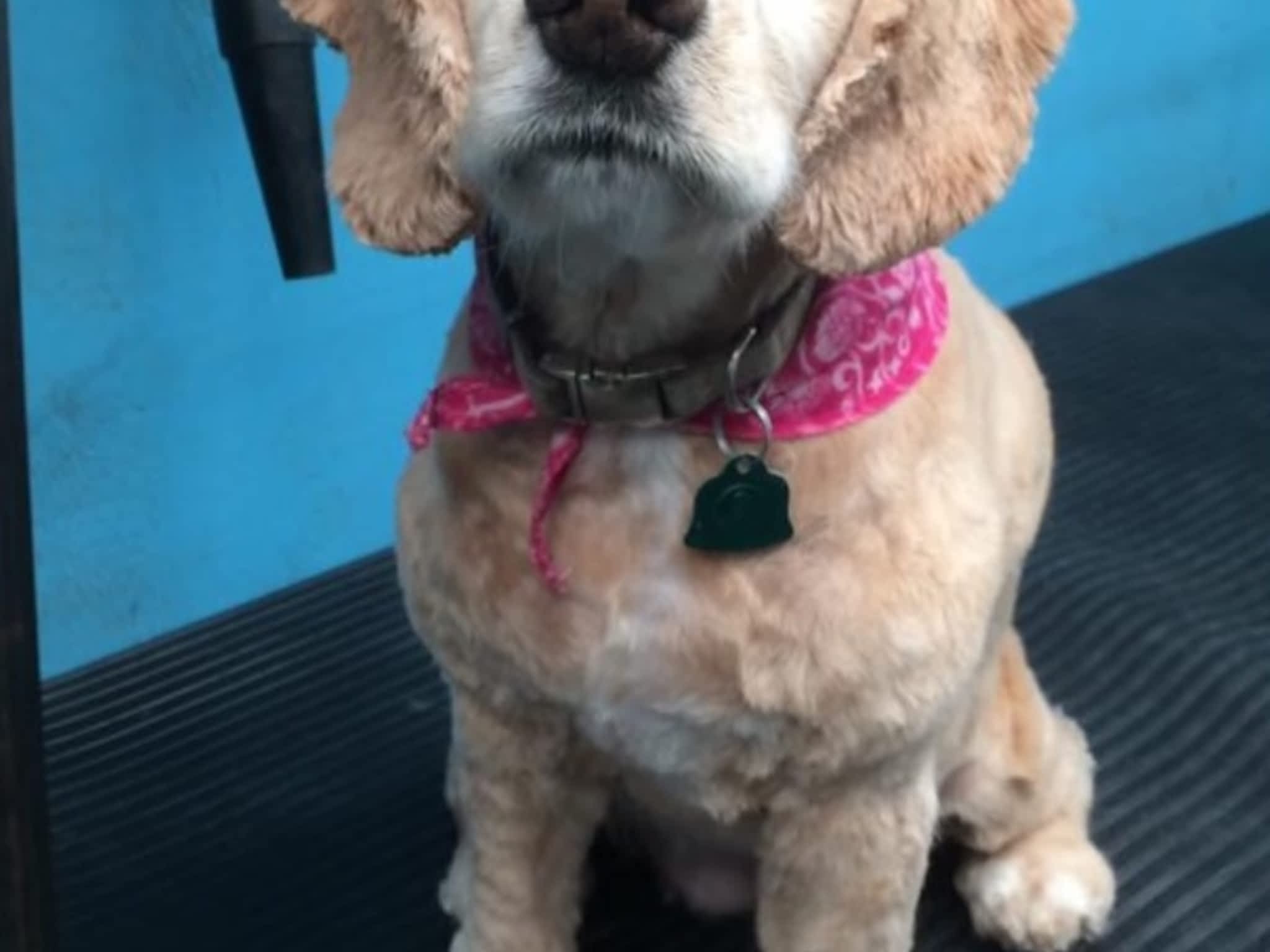 photo Toilettage Bionimo