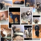 T Pups Parlour Inc - Toilettage et tonte d'animaux domestiques