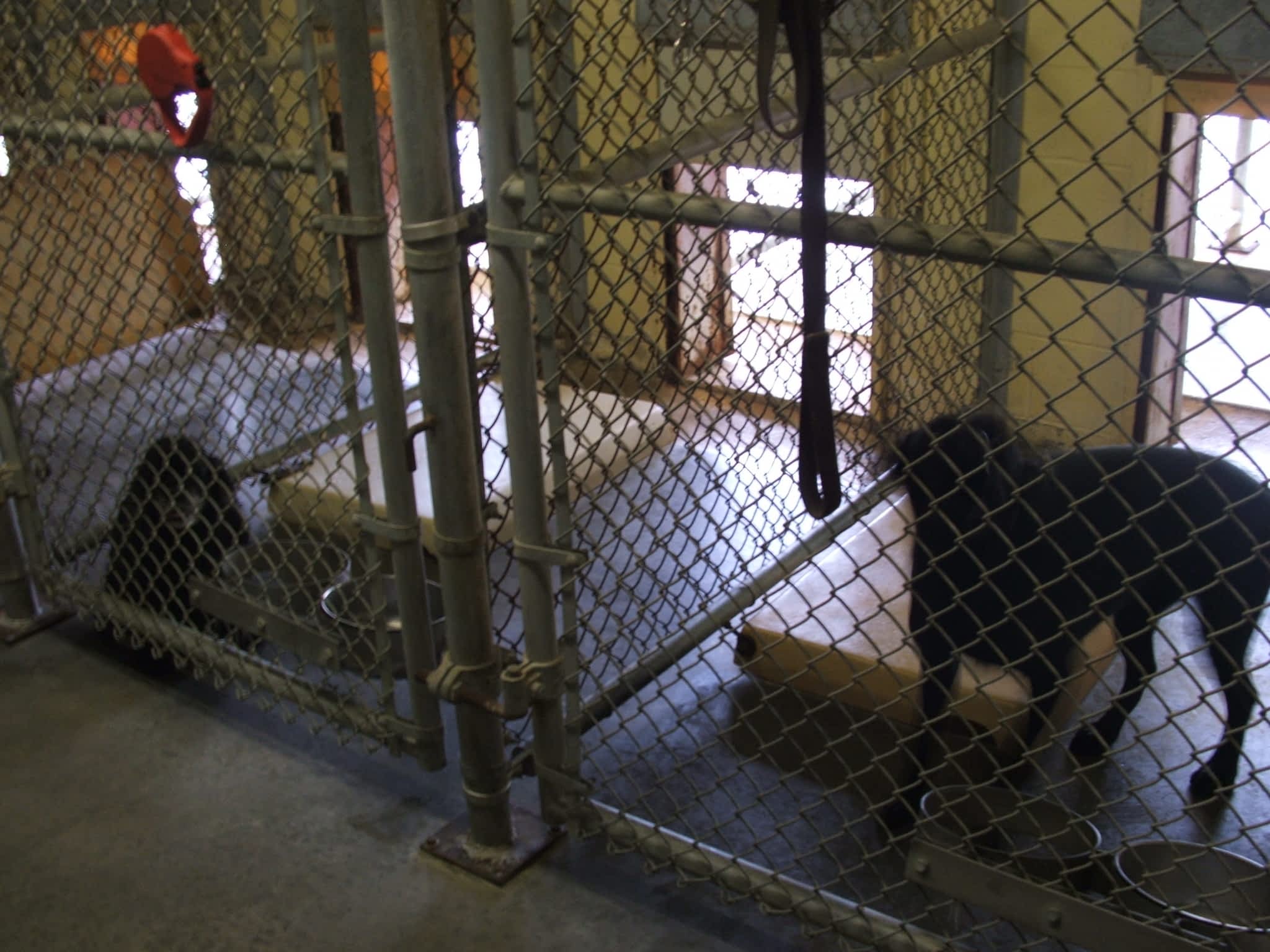 Country Kennels Baltimore, ON 626 County Road 22 RR 2 Canpages